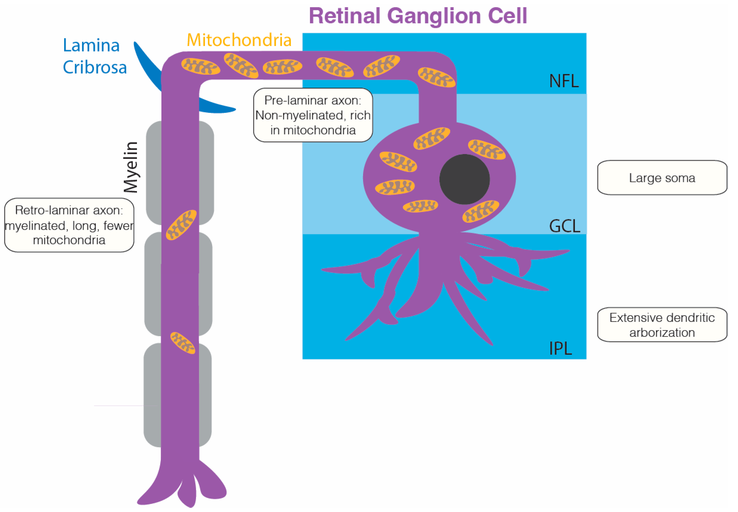 Ijms 25 08626 g001 Ijms 25 08626 g001