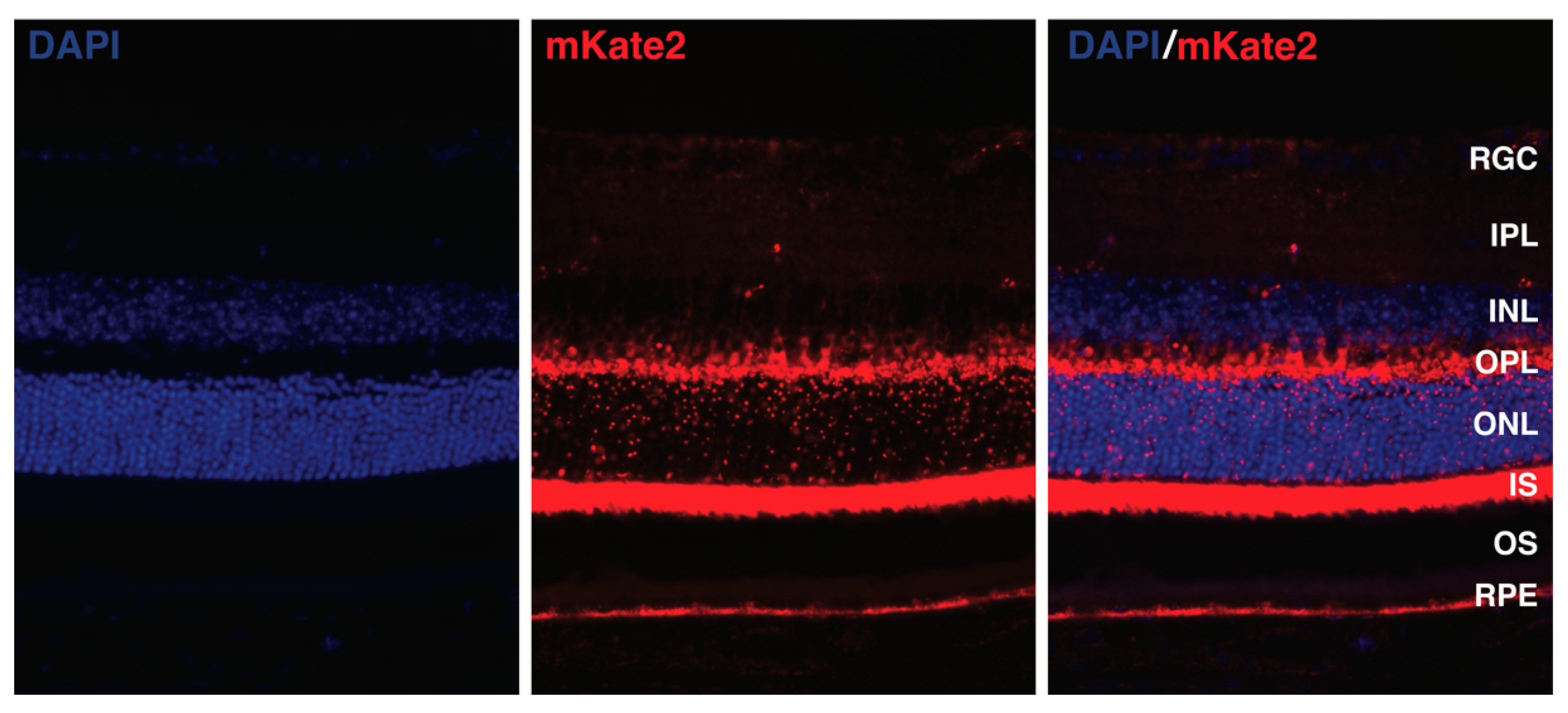 Ijms 25 08626 g002 Ijms 25 08626 g002