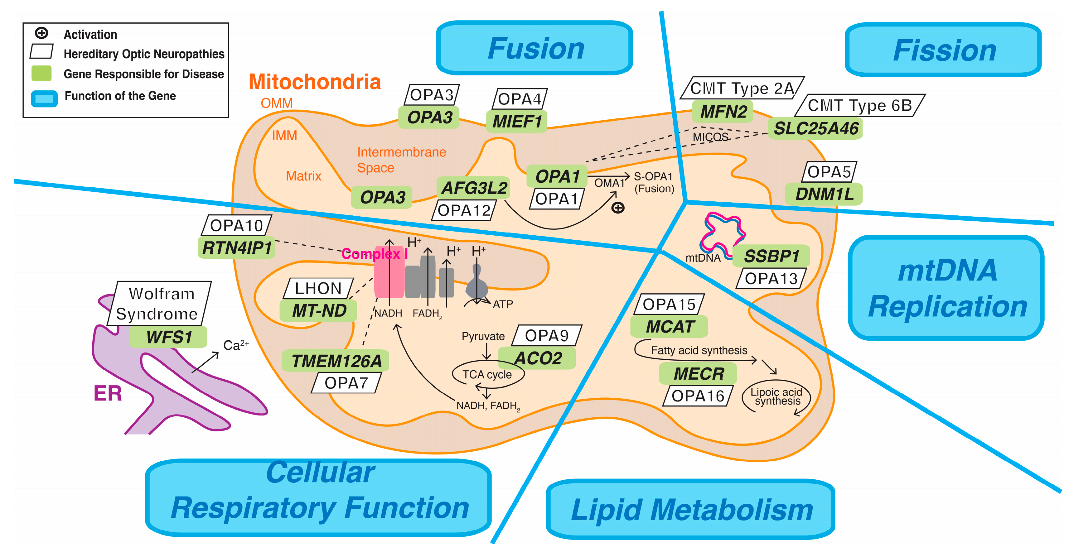 Ijms 25 08626 g003 Ijms 25 08626 g003