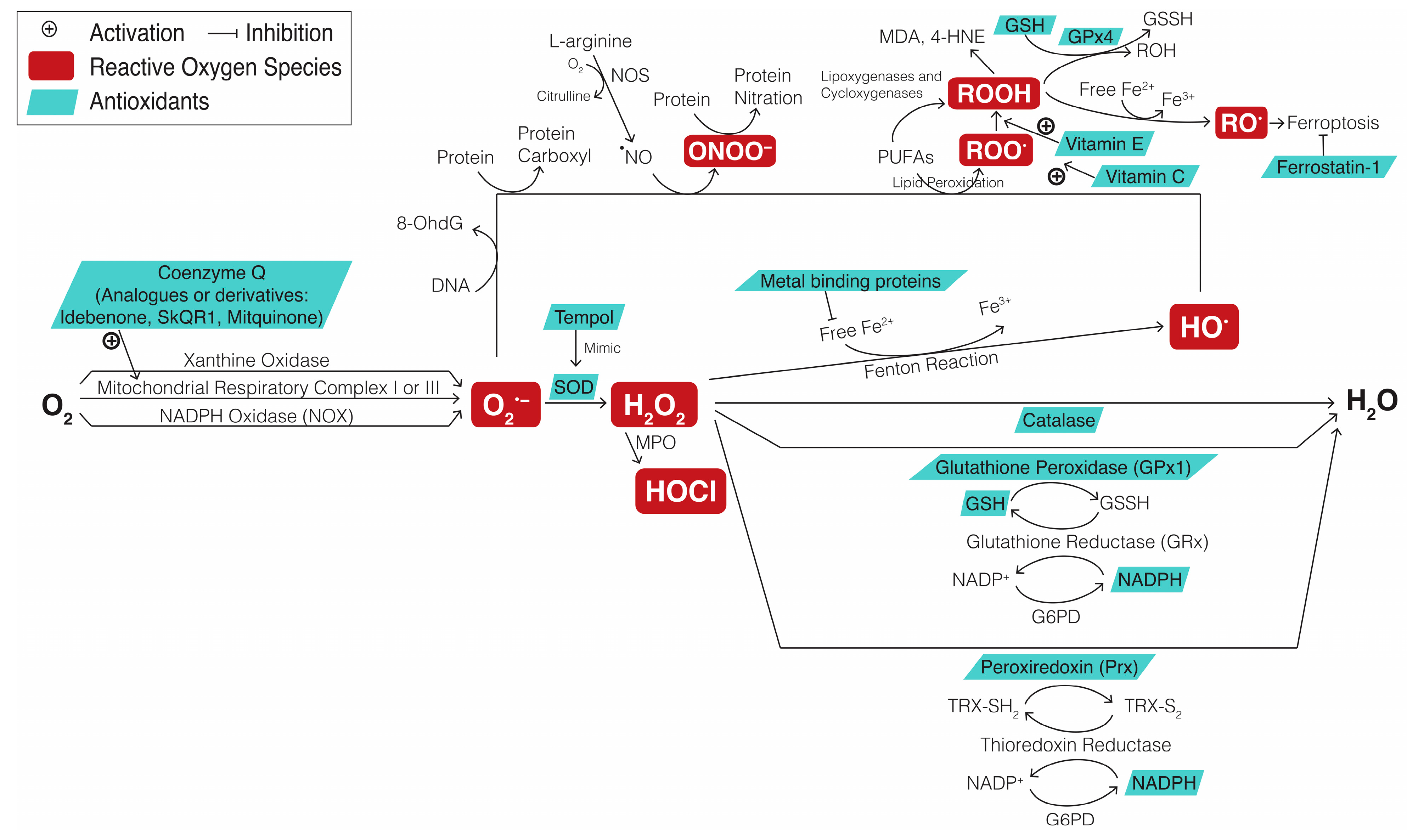 Ijms 25 08626 g004 Ijms 25 08626 g004