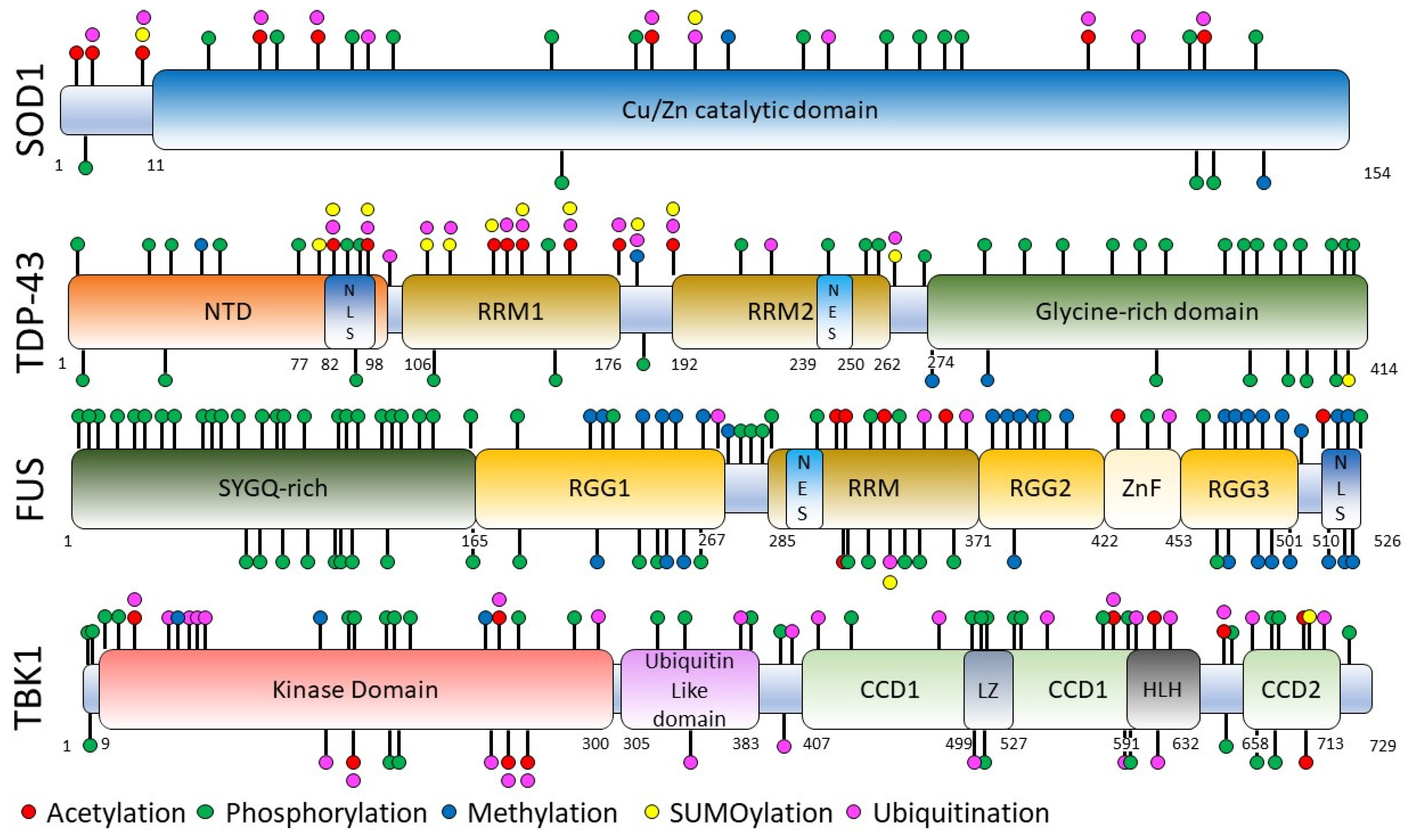 新しいスタイル Proteins Major of Variants Post-Translational in Disease the of Pathophysiology the into Insights New Provide Sclerosis  Lateral Amyotrophic マジック：ザ・ギャザリング