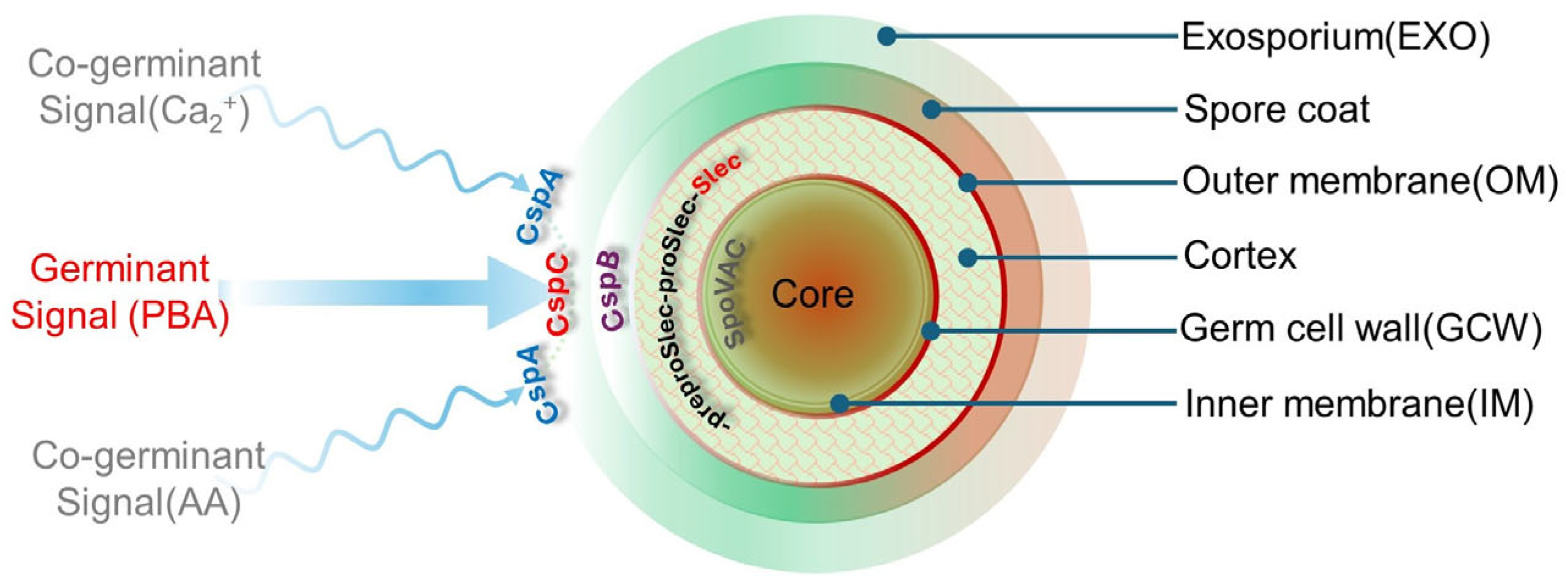 Ijms 25 08672 g002 Ijms 25 08672 g002