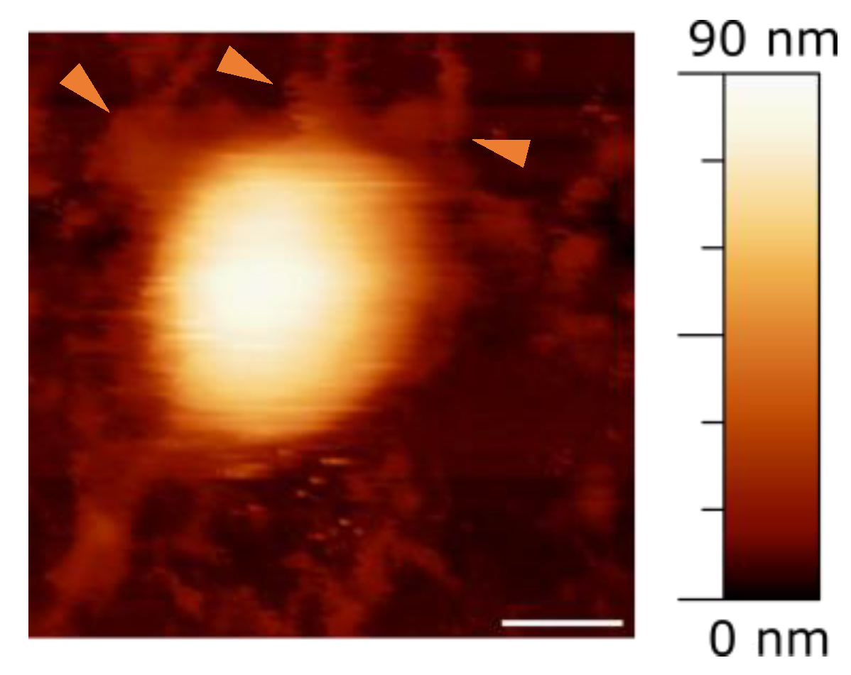 Ijms 25 08724 g001 Ijms 25 08724 g001