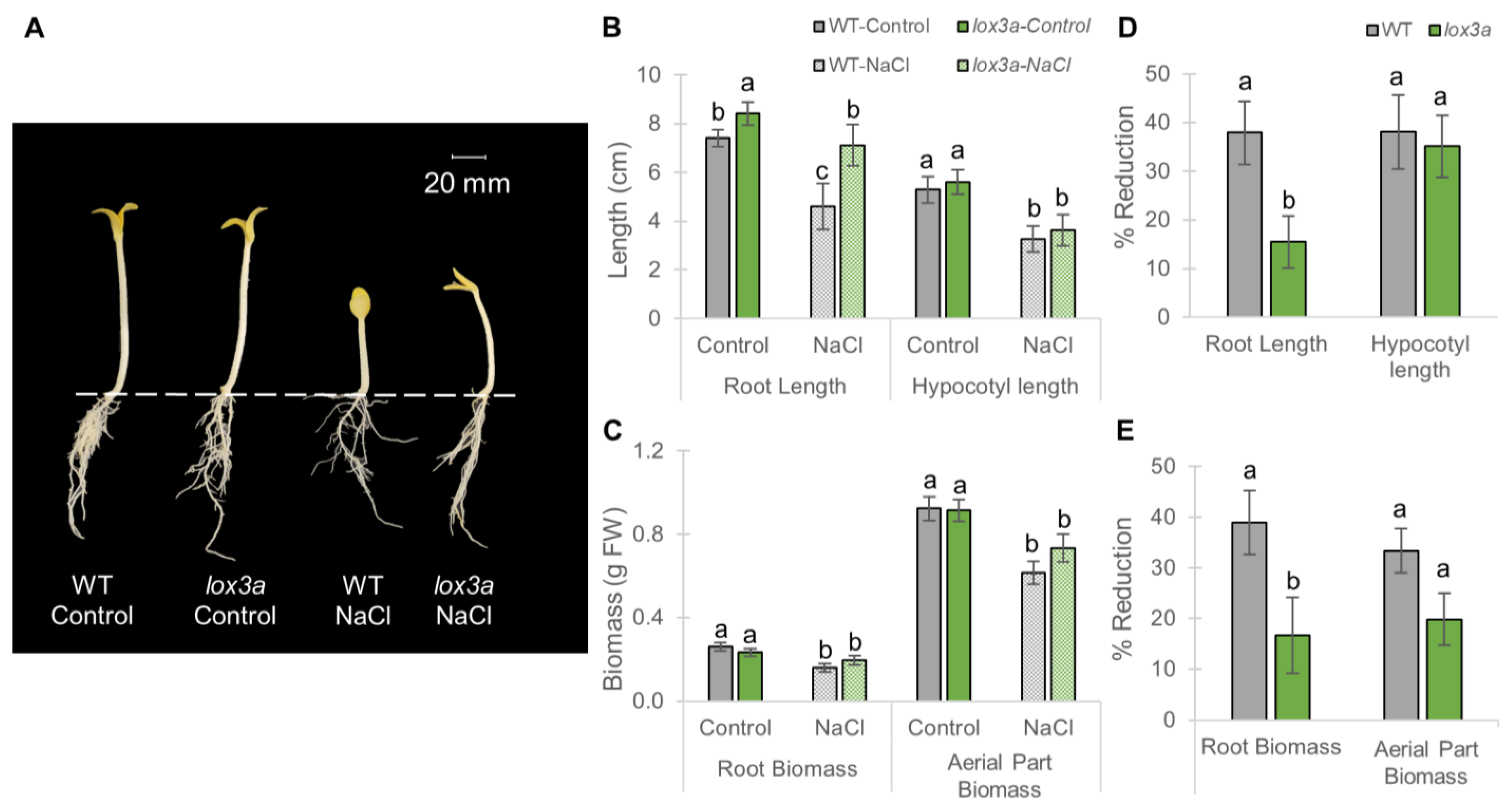 Ijms 25 08728 g005 Ijms 25 08728 g005