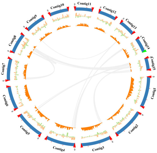 Chromosome-Level Assembly Reveals a Fifteen-Chromosome