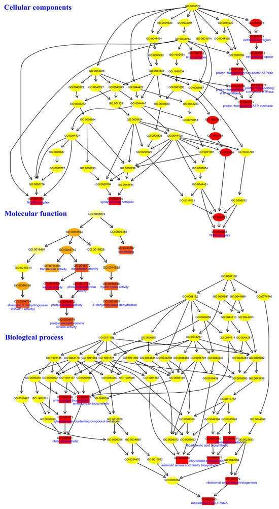 Chromosome-Level Assembly Reveals a Fifteen-Chromosome Aneuploid