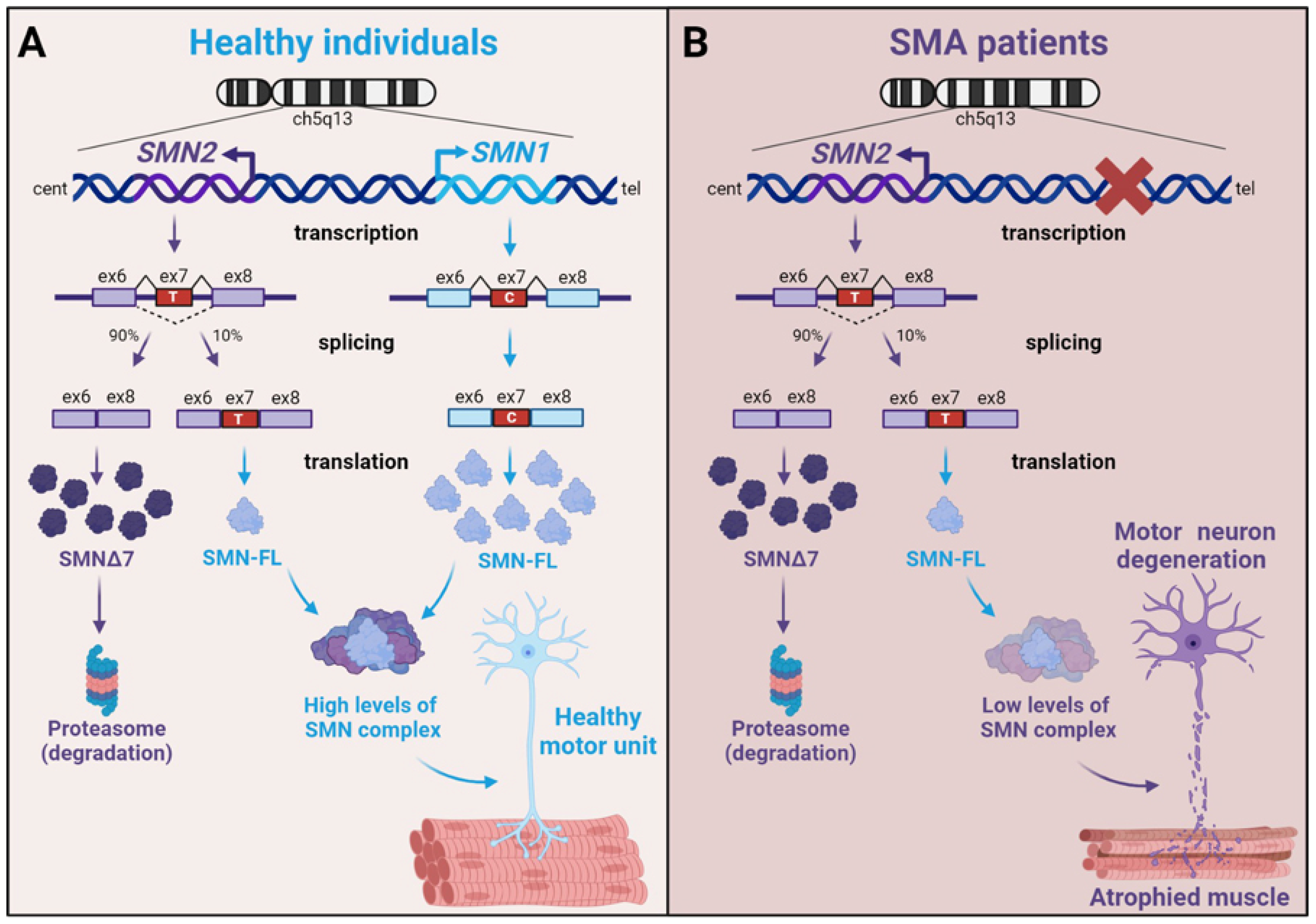 Ijms 25 08800 g001 Ijms 25 08800 g001