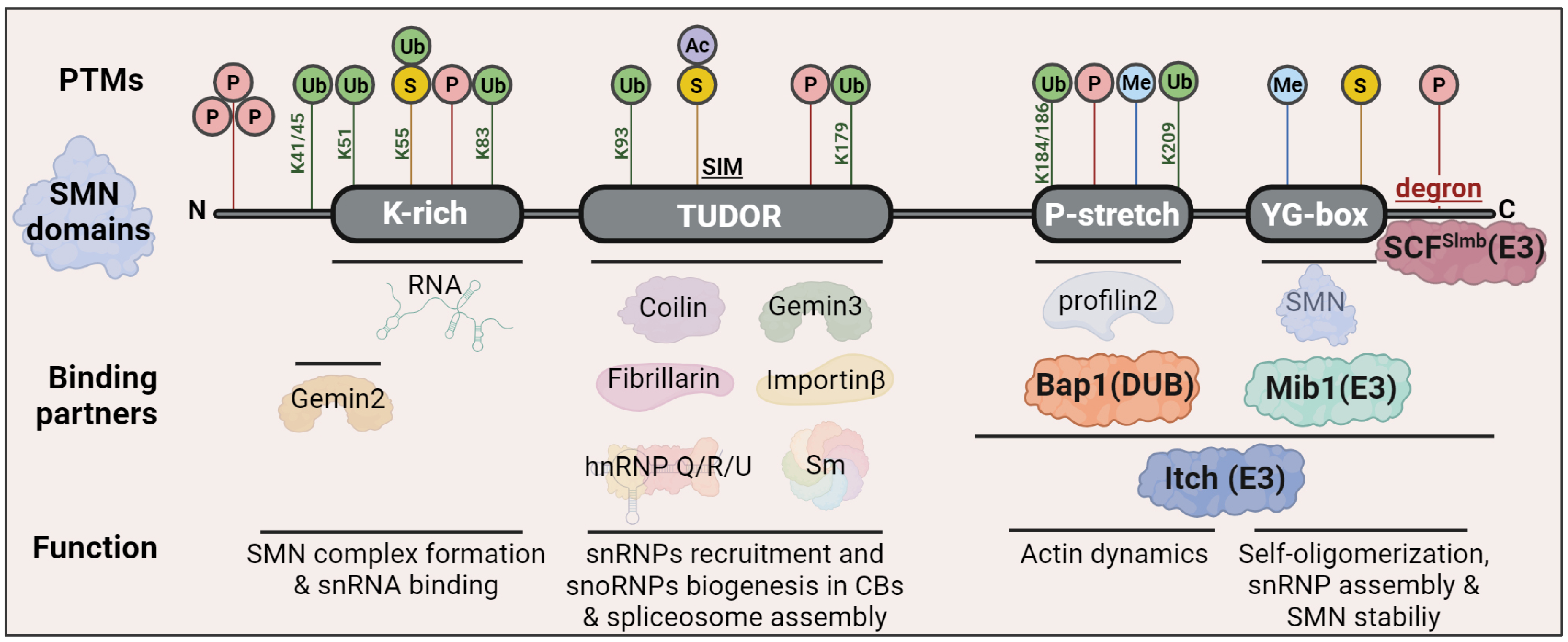 Ijms 25 08800 g002 Ijms 25 08800 g002