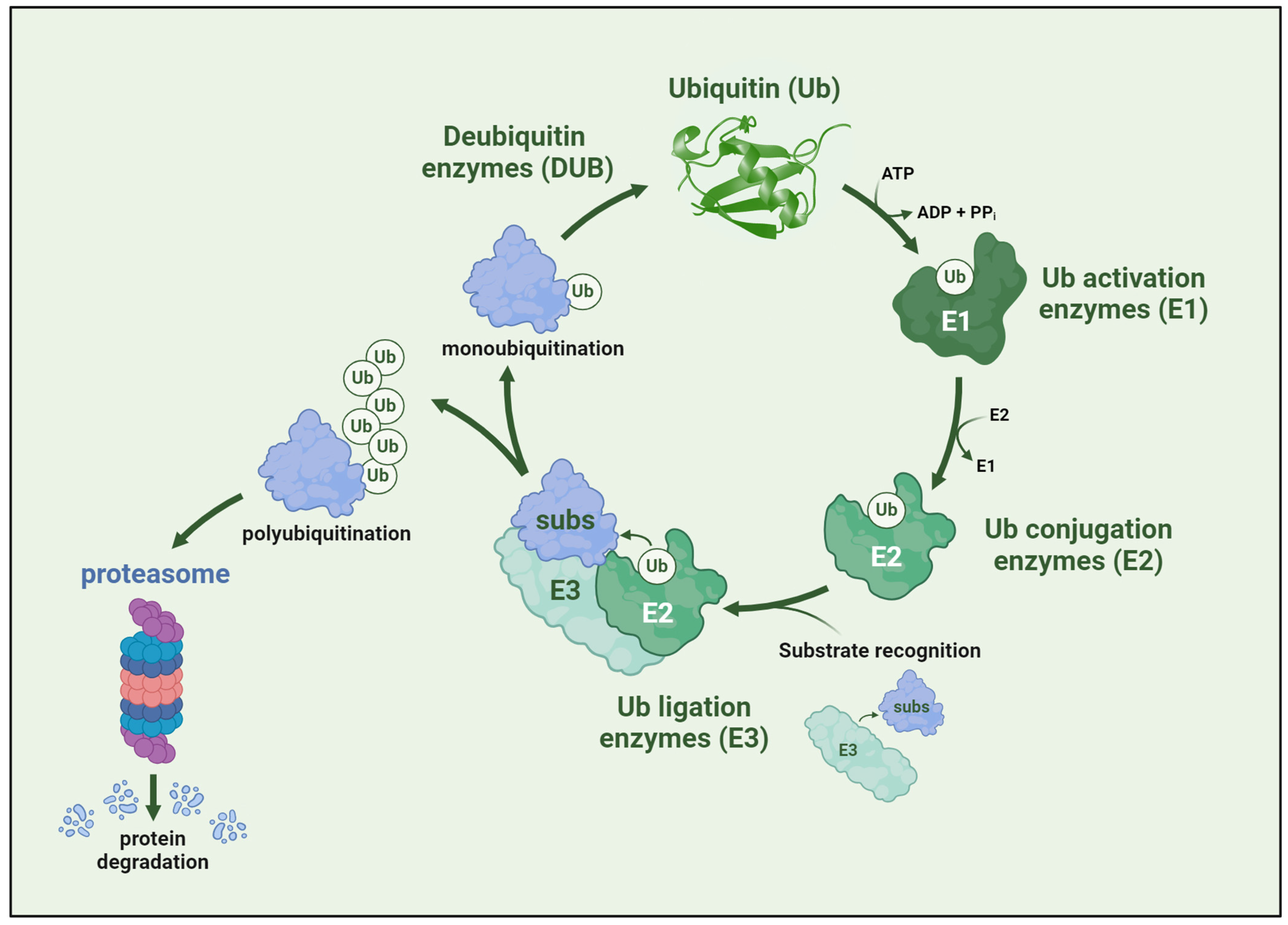 Ijms 25 08800 g003 Ijms 25 08800 g003