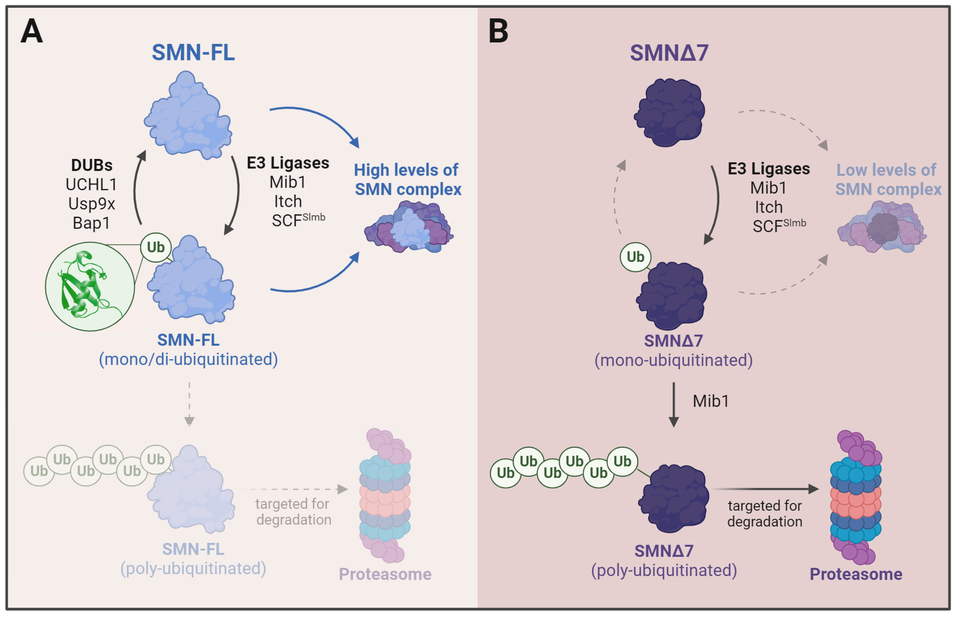 Ijms 25 08800 g004 Ijms 25 08800 g004
