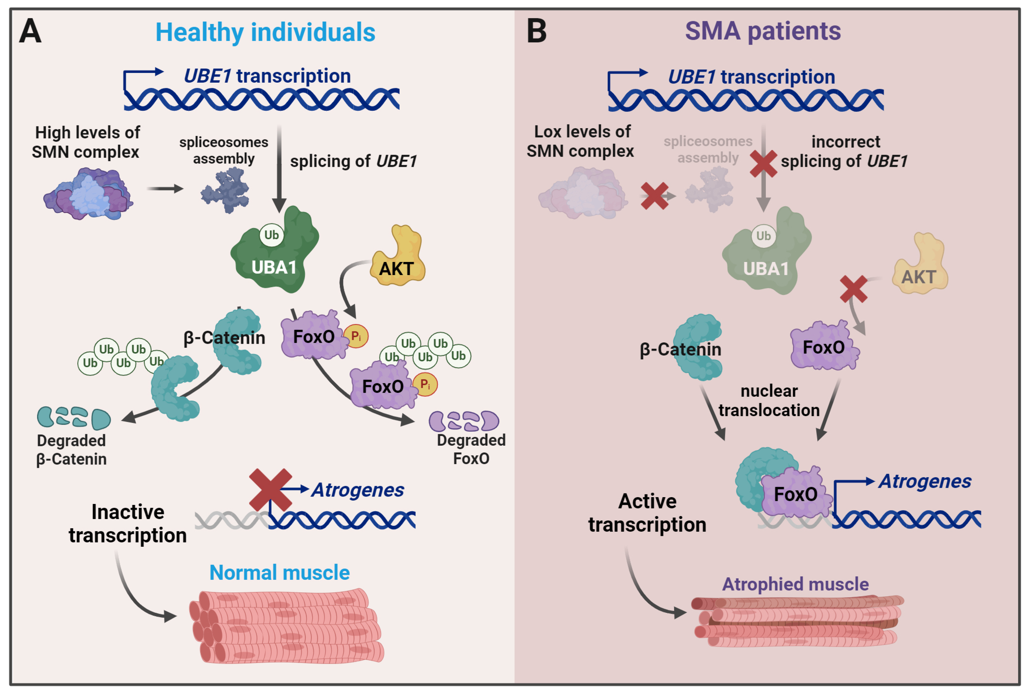 Ijms 25 08800 g005 Ijms 25 08800 g005
