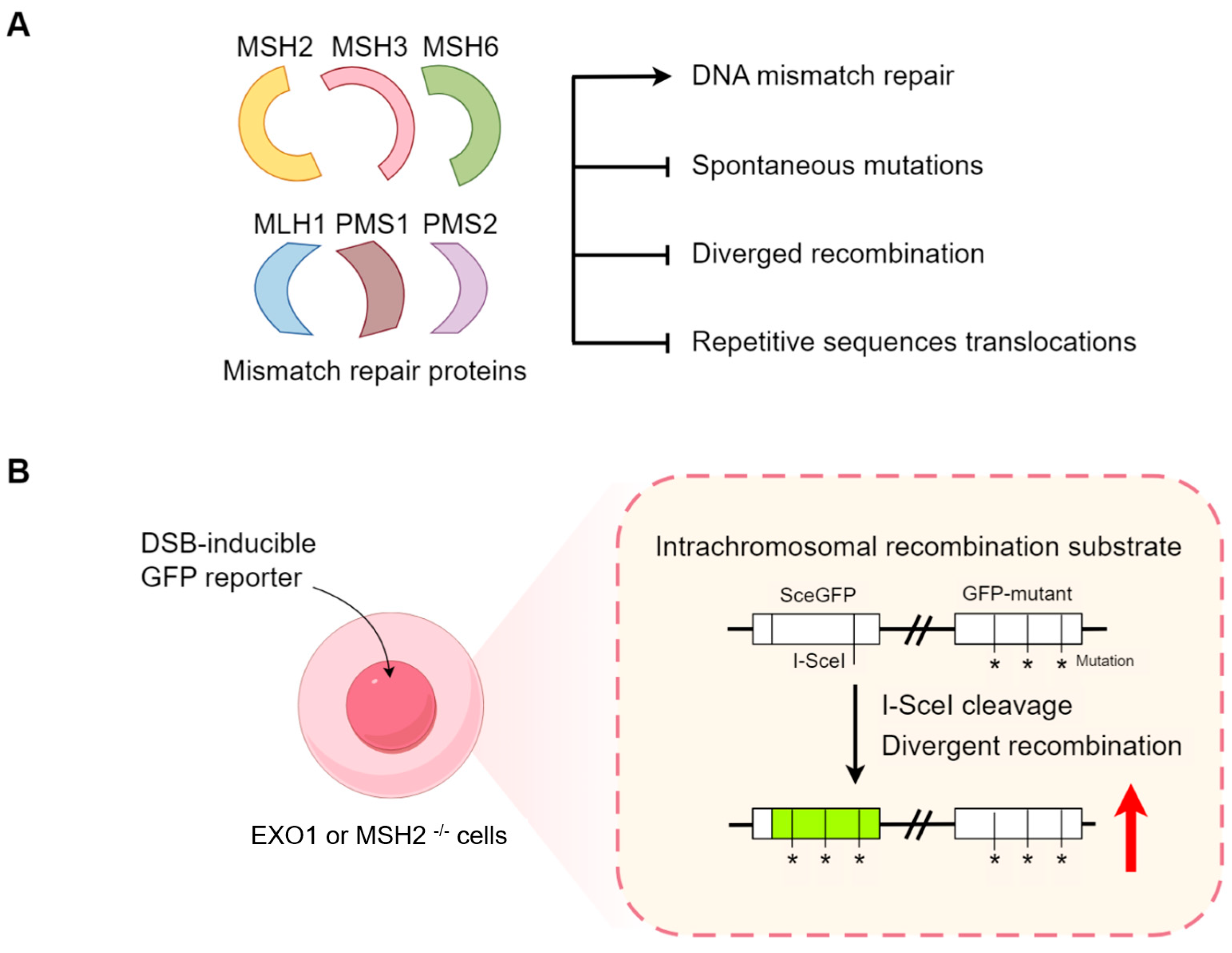 Ijms 25 08819 g003 Ijms 25 08819 g003