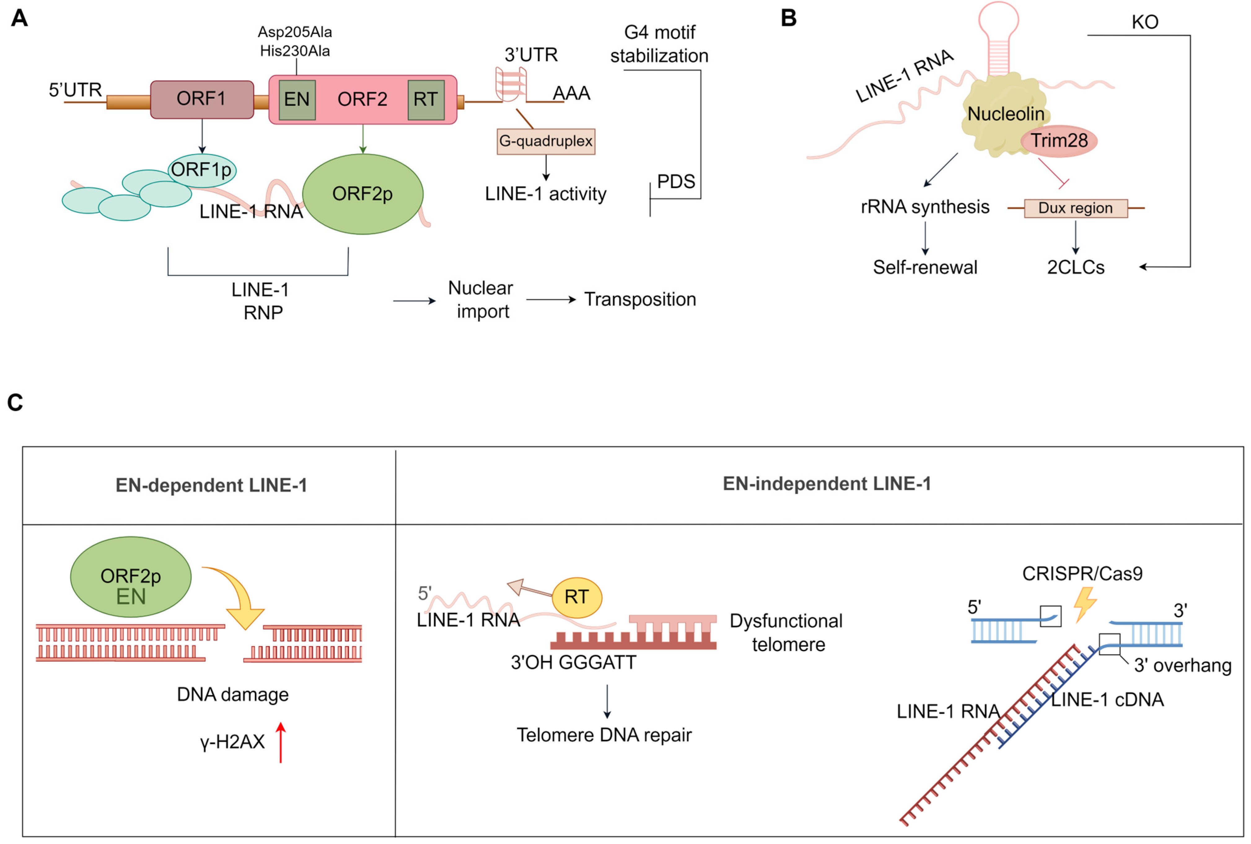 Ijms 25 08819 g004 Ijms 25 08819 g004