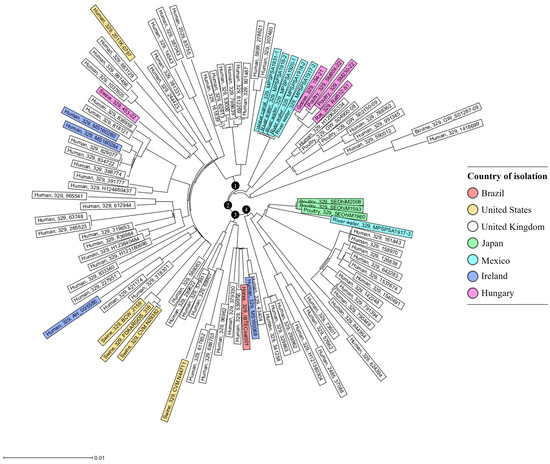 Emergence and Comparative Genome Analysis of Salmonella Ohio Strains ...