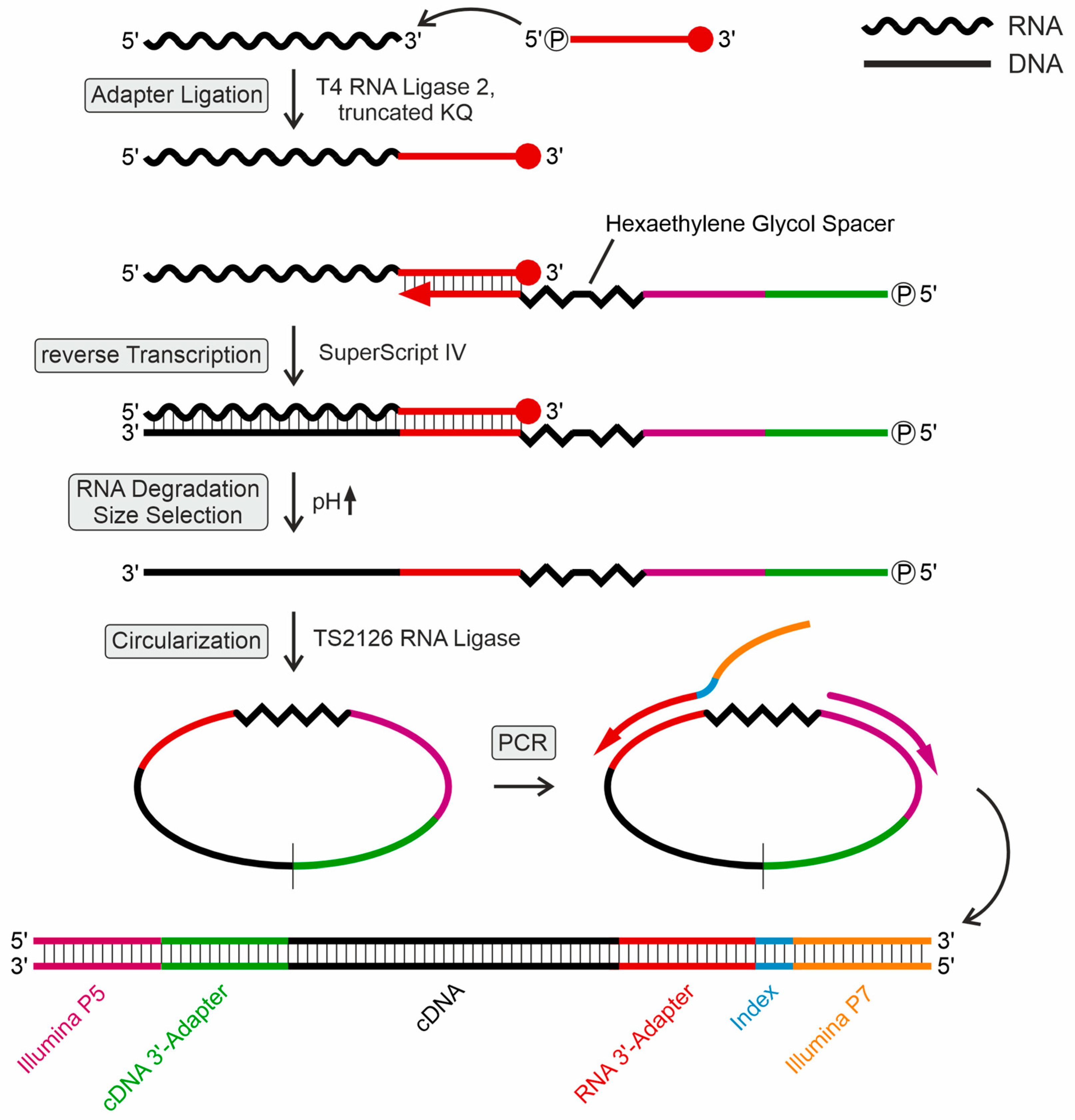 Ijms 25 08823 g001 Ijms 25 08823 g001