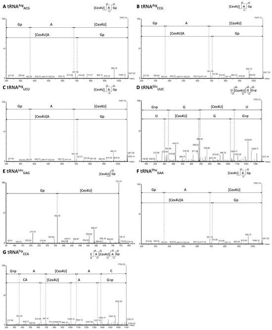 Temperature-Dependent tRNA Modifications in Bacillales