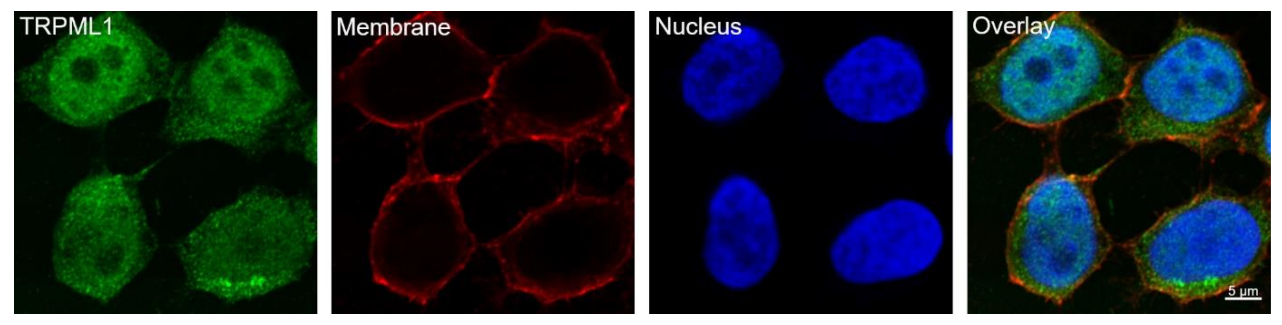 Ijms 25 08829 g002 Ijms 25 08829 g002