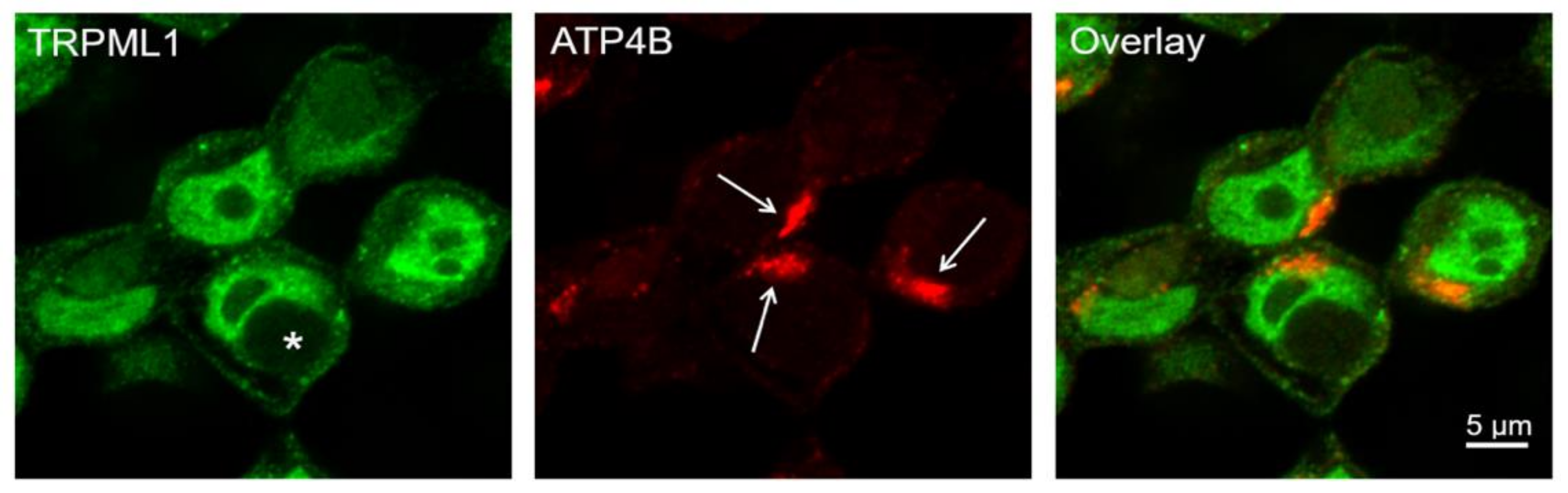 Ijms 25 08829 g005 Ijms 25 08829 g005