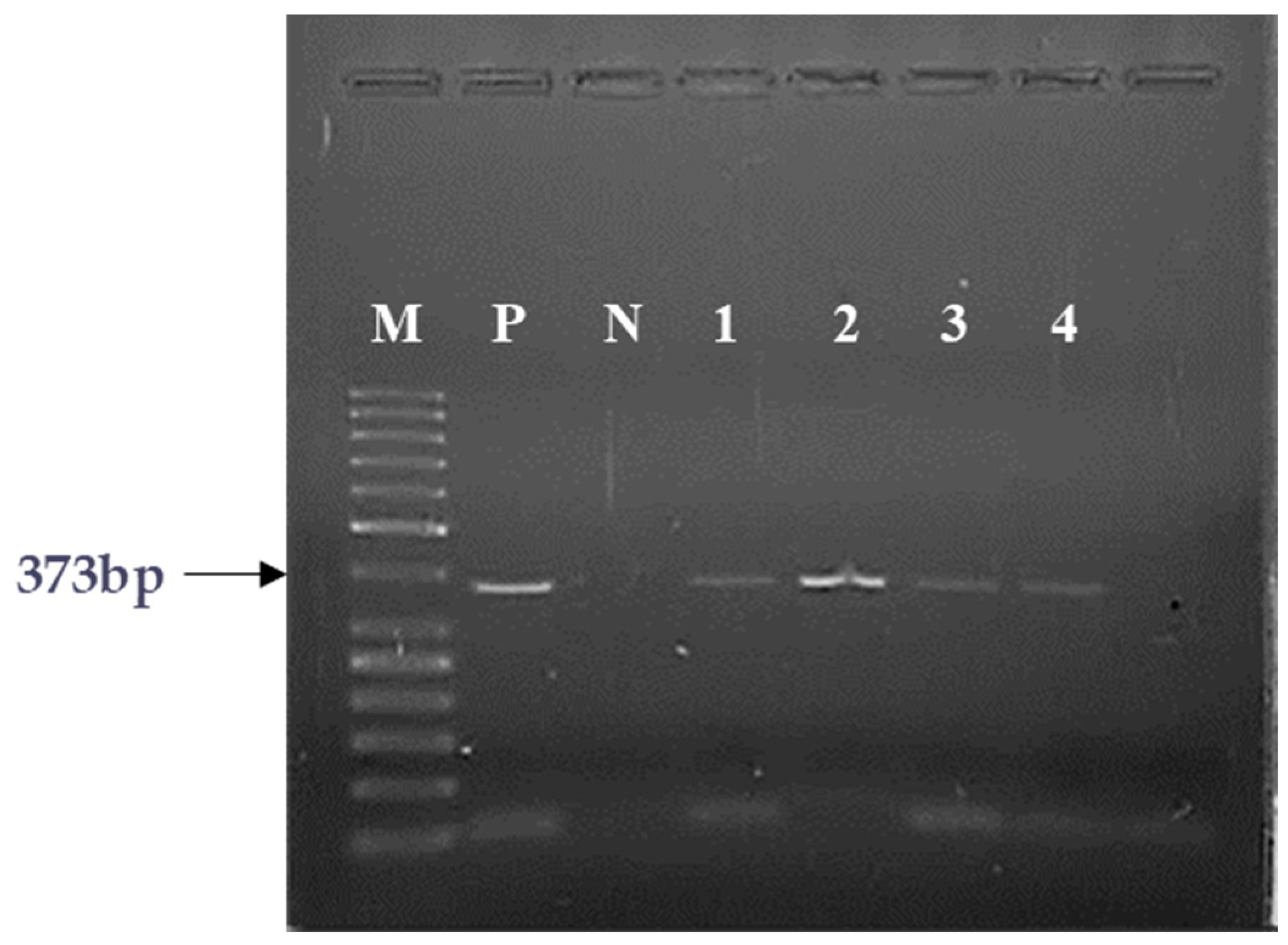 Ijms 25 08831 g003 Ijms 25 08831 g003