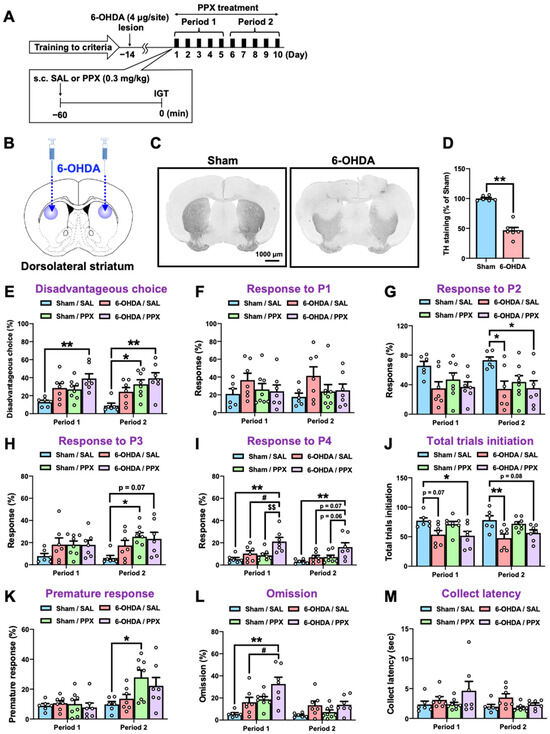 海外ブランド  External the Hyperactivates Pramipexole Globus and Pallidus 米・雑穀・粉類