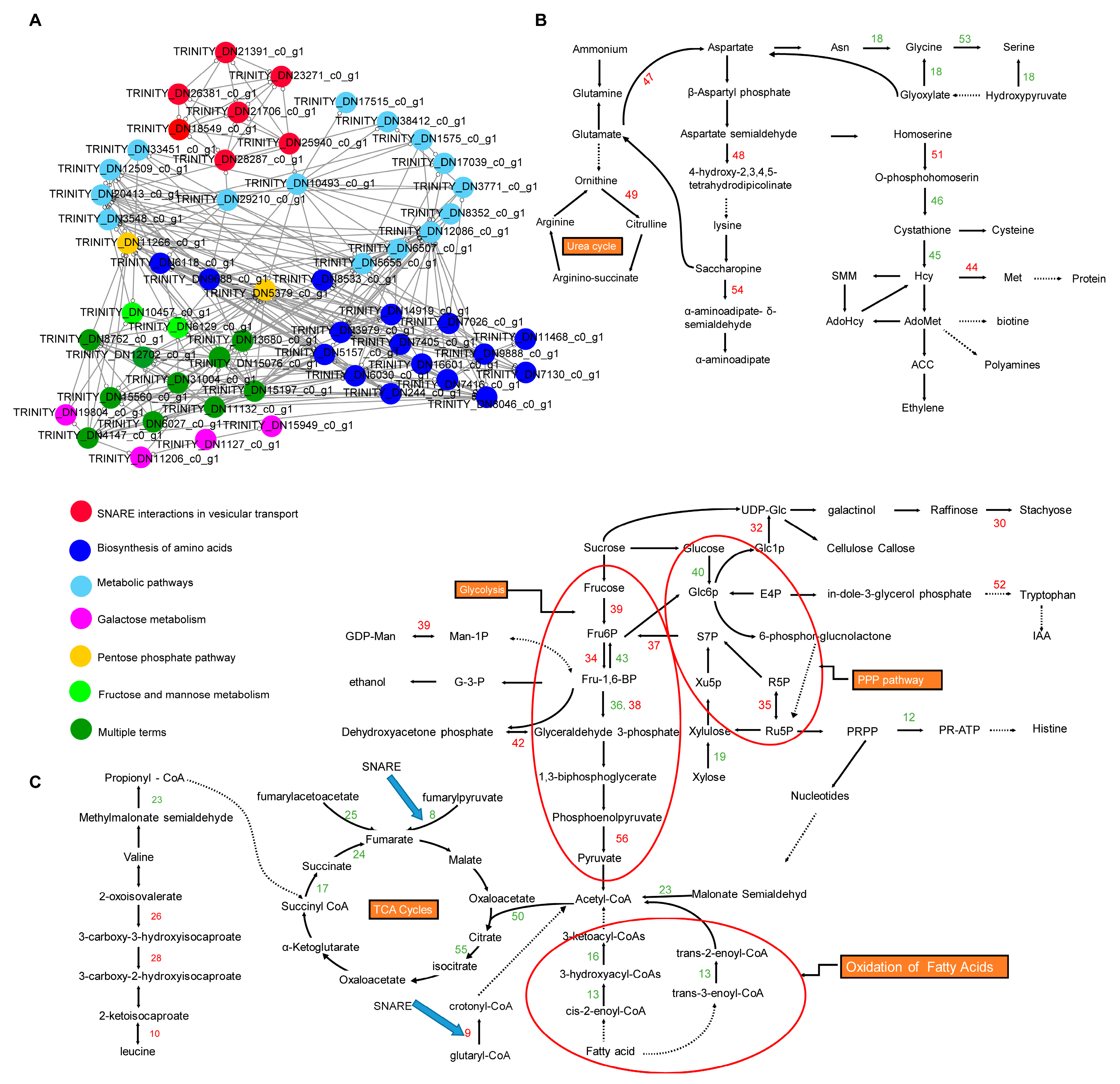 Ijms 25 08875 g004 Ijms 25 08875 g004