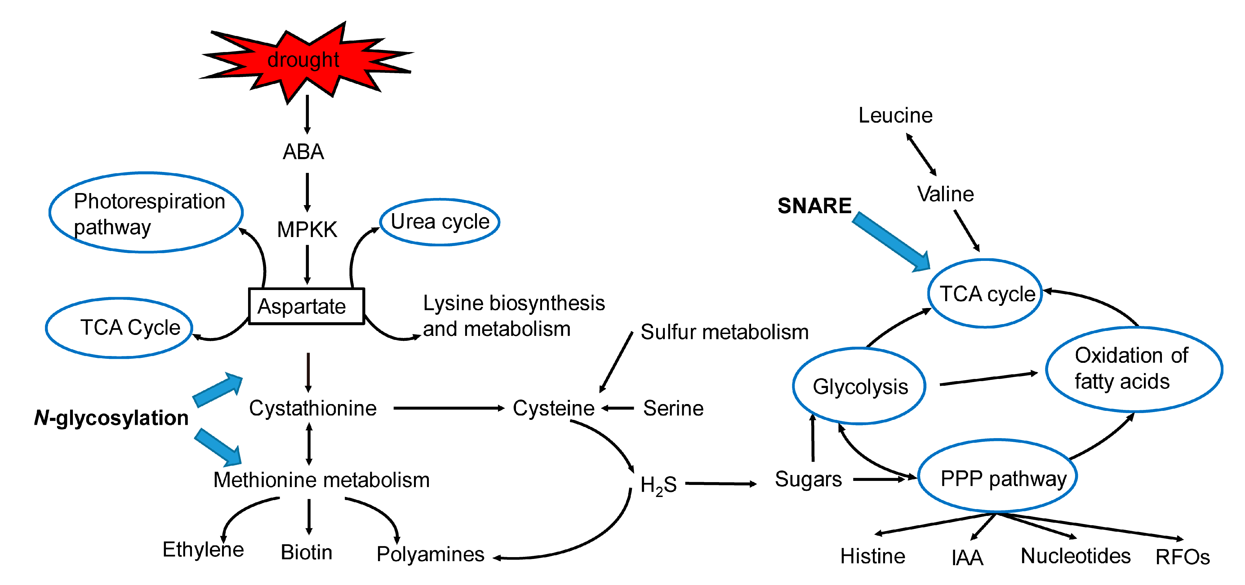 Ijms 25 08875 g006 Ijms 25 08875 g006