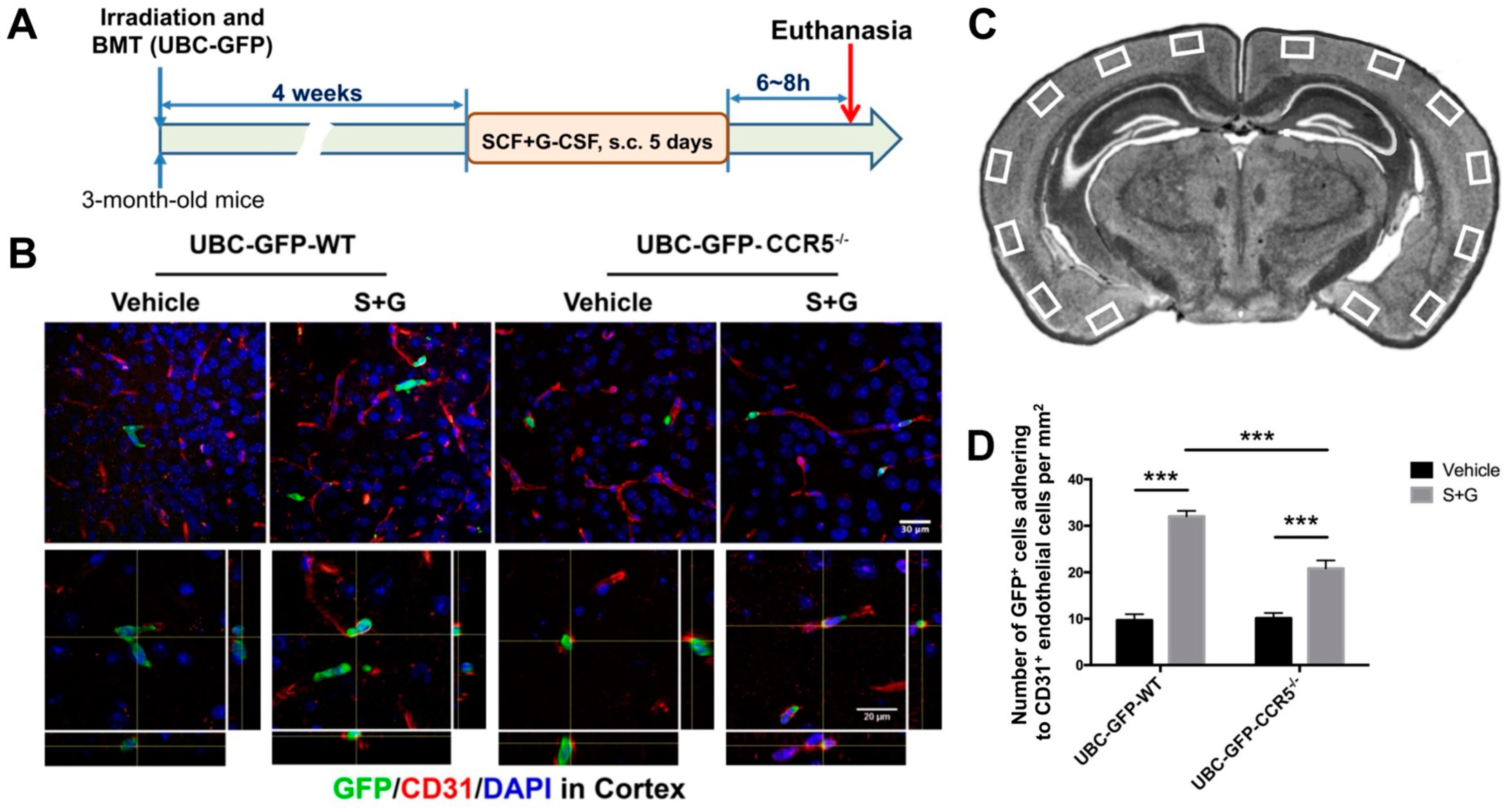 Ijms 25 08898 g006 Ijms 25 08898 g006