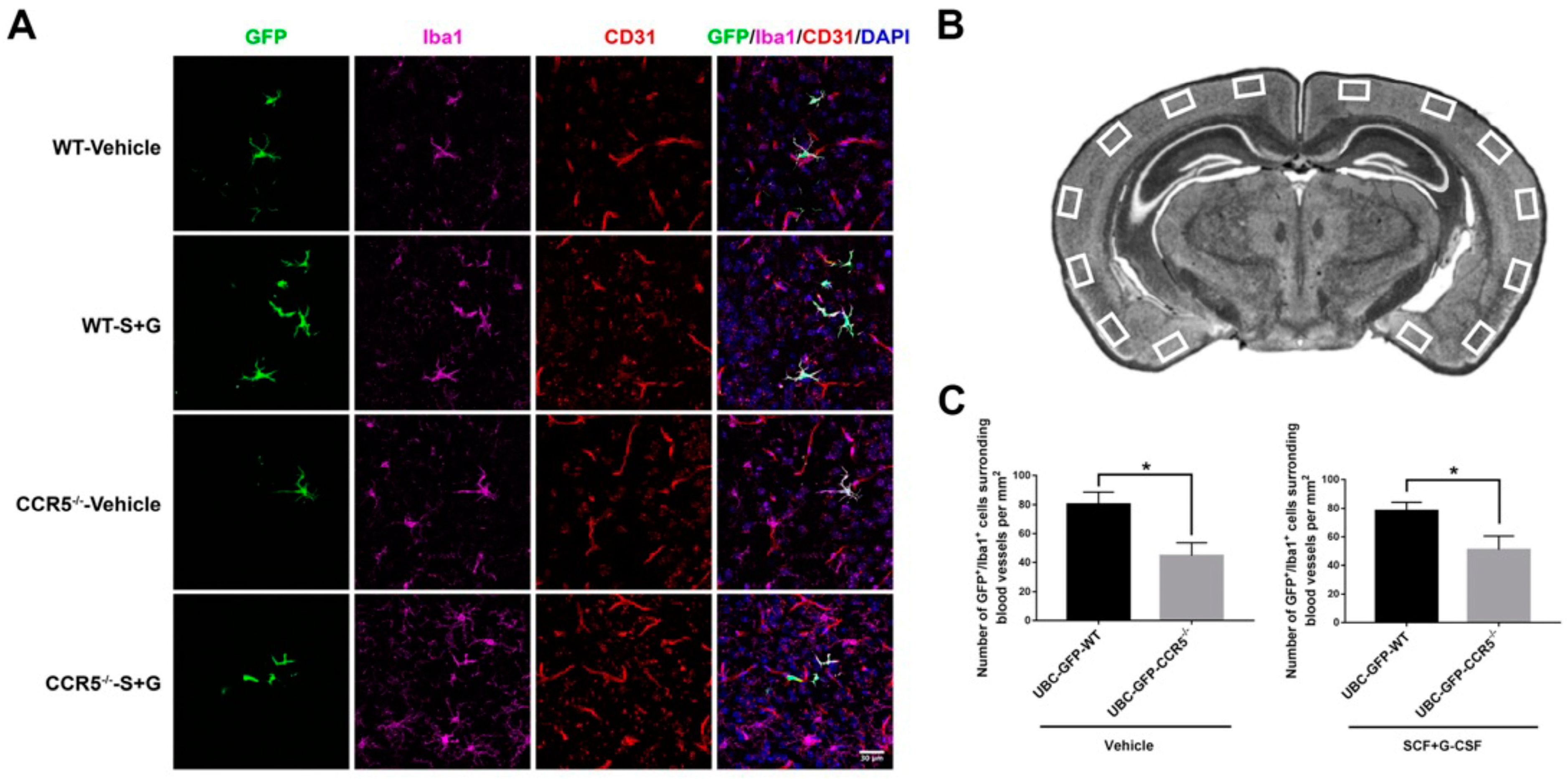 Ijms 25 08898 g007 Ijms 25 08898 g007
