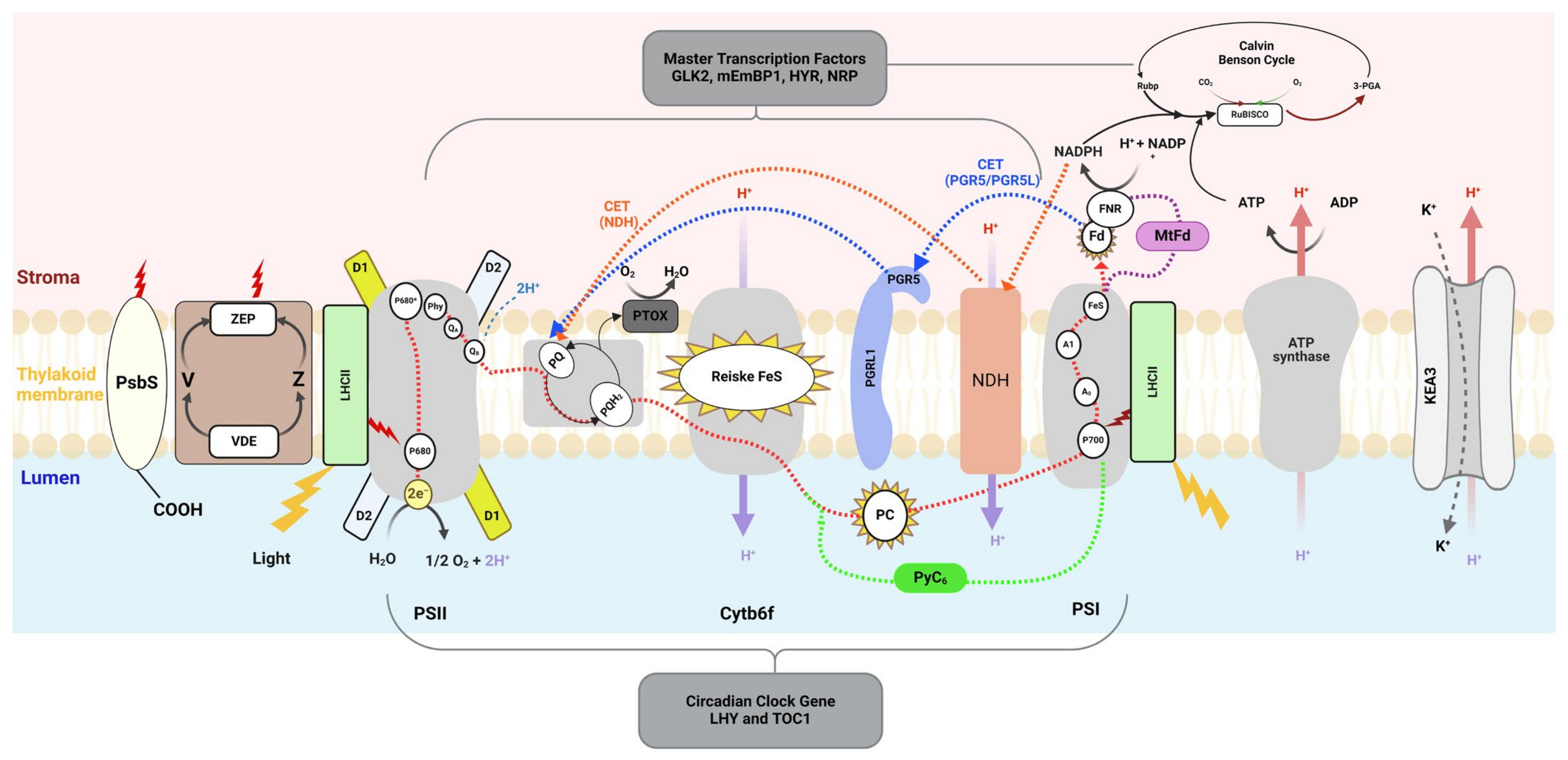 Ijms 25 08933 g001 Ijms 25 08933 g001