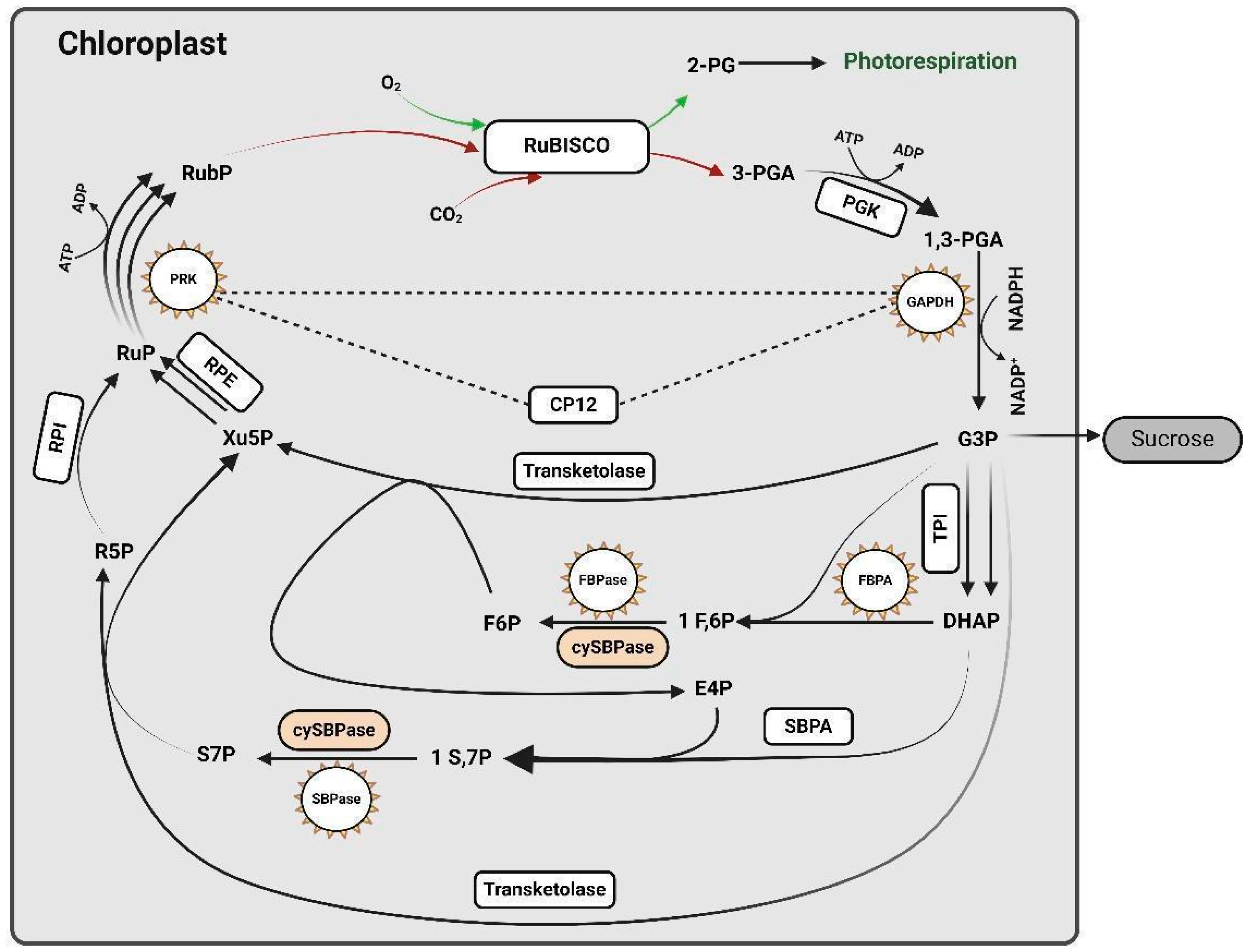 Ijms 25 08933 g002 Ijms 25 08933 g002