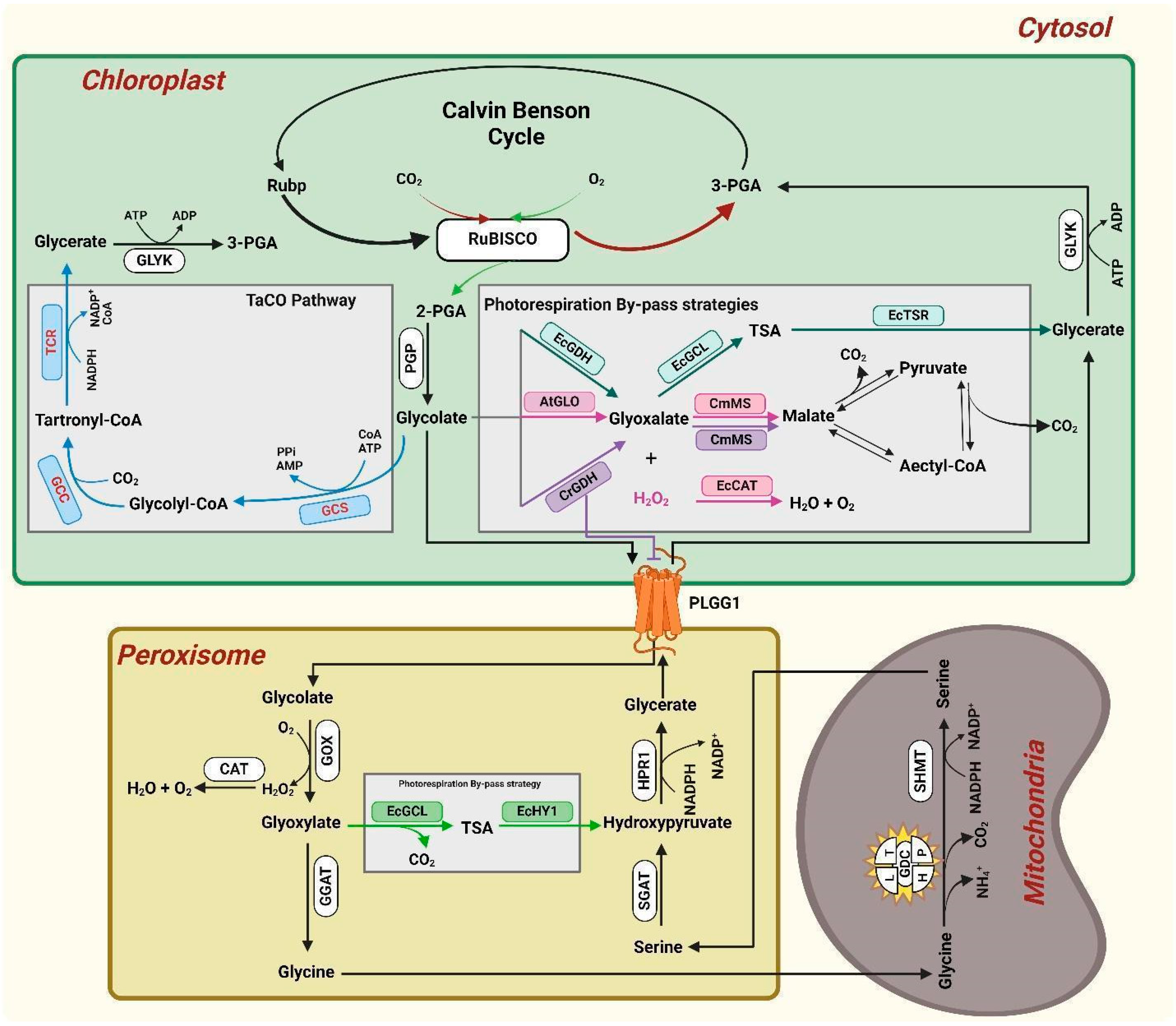 Ijms 25 08933 g003 Ijms 25 08933 g003