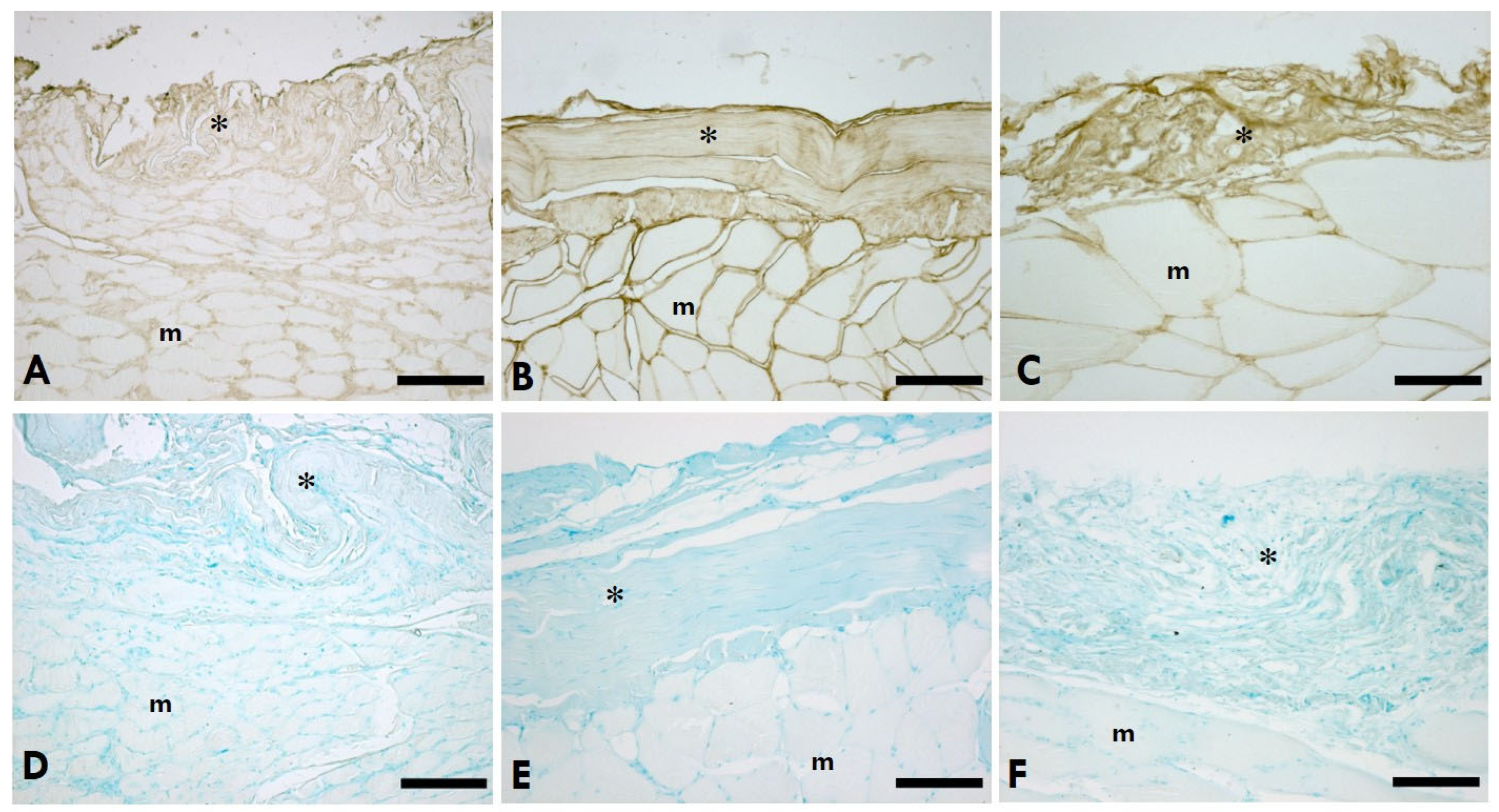 Ijms 25 08945 g001 Ijms 25 08945 g001