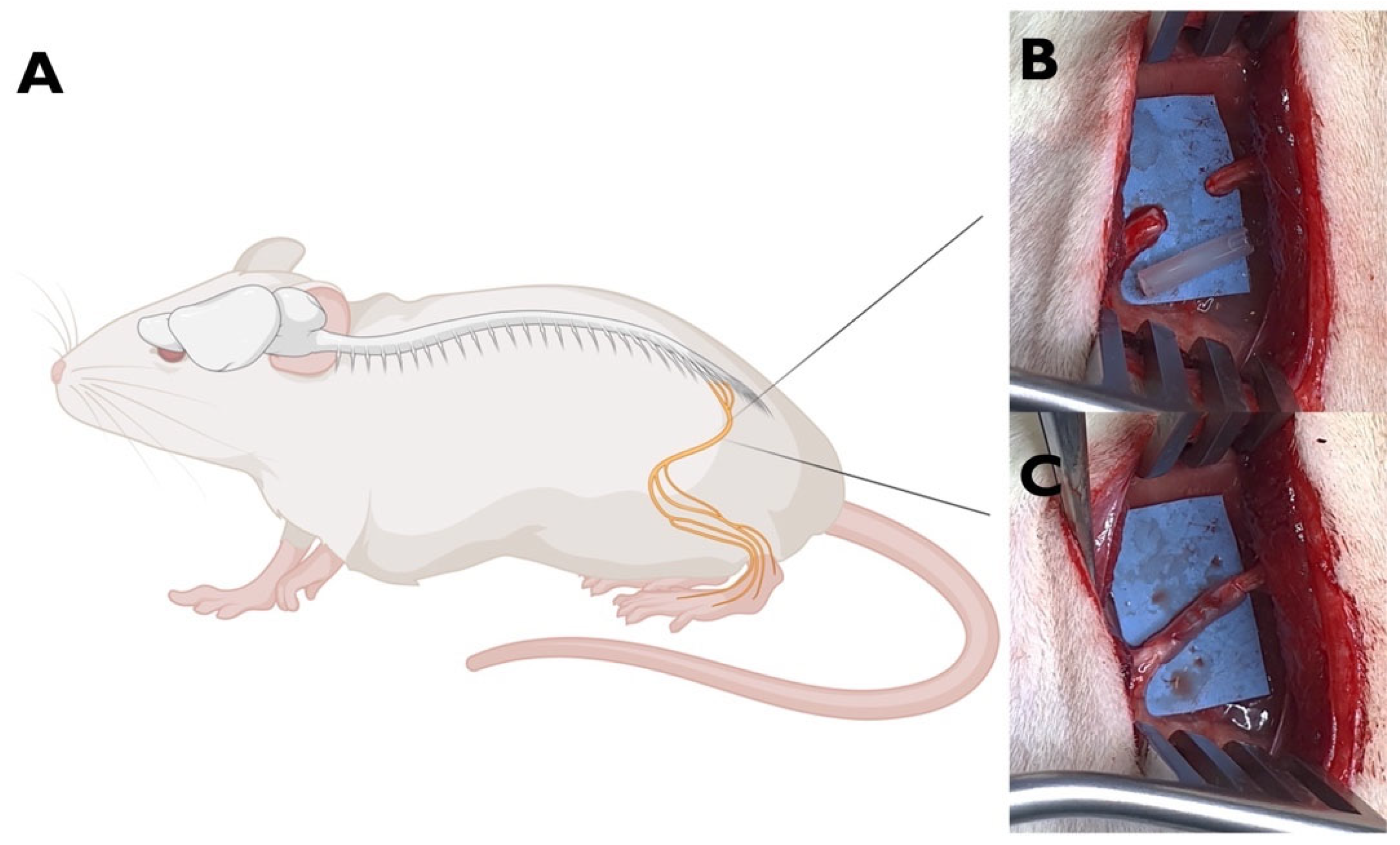 Ijms 25 08945 g008 Ijms 25 08945 g008