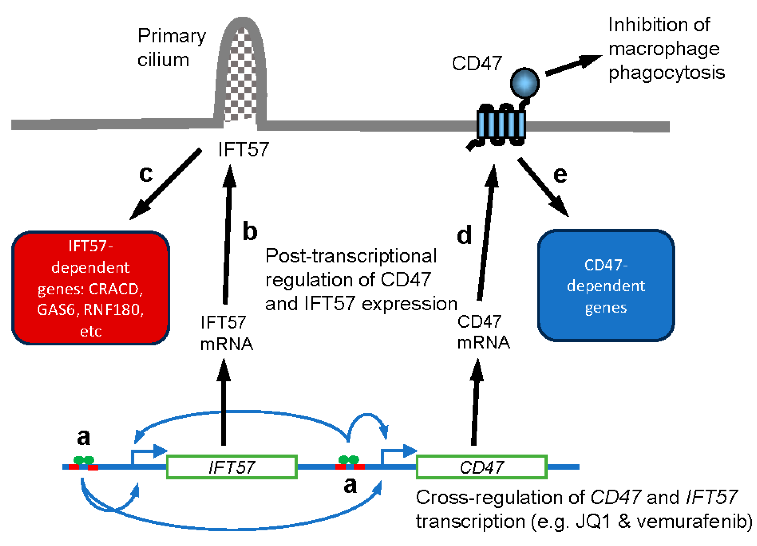Ijms 25 08956 sch001