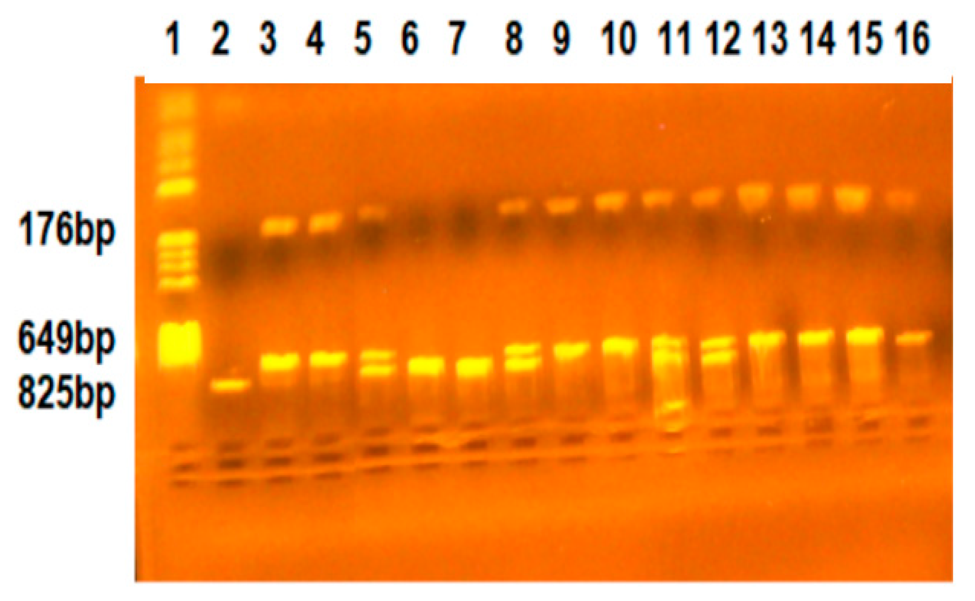 Ijms 25 08965 g001 Ijms 25 08965 g001