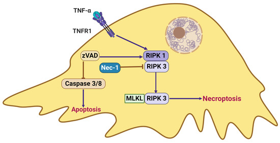Podocyte Death in Diabetic Kidney Disease: Potential Molecular