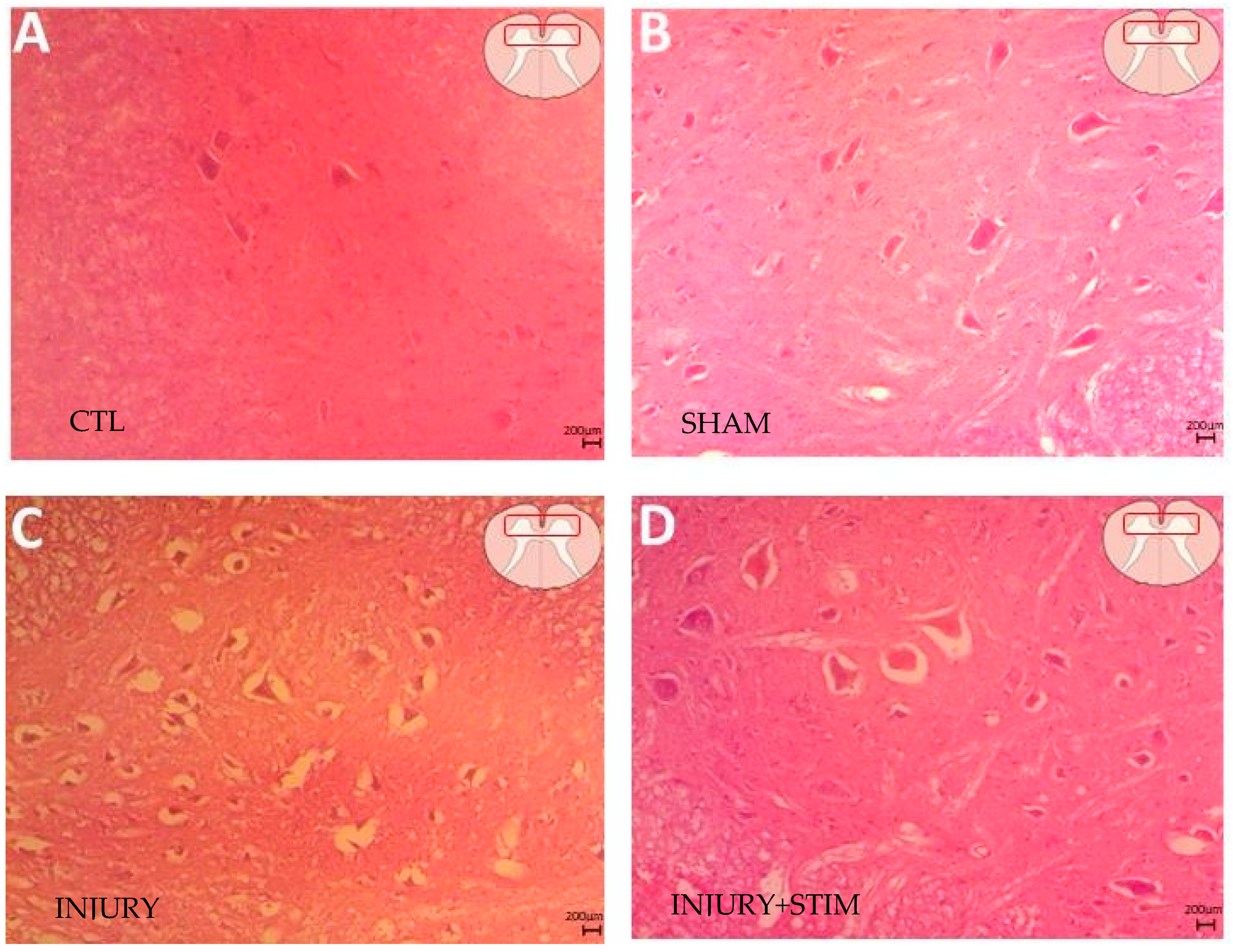 Ijms 25 09043 g002 Ijms 25 09043 g002