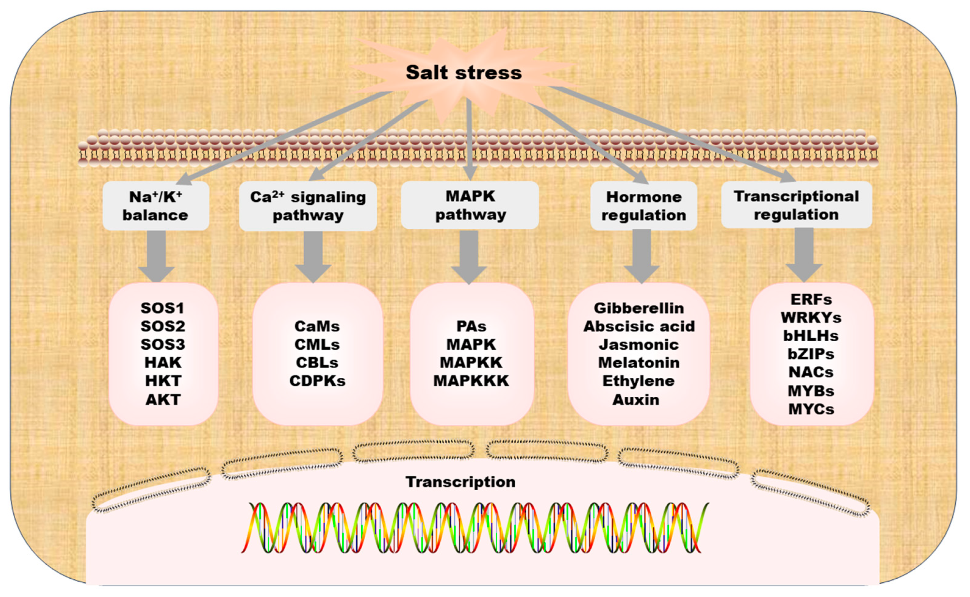 Ijms 25 09051 g003 Ijms 25 09051 g003