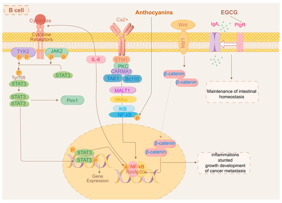 A Narrative Review: Immunometabolic Interactions of Host–Gut