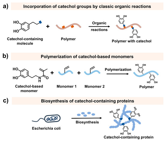 Mussel-Inspired Injectable Adhesive Hydrogels for Biomedical Mussel-Inspired Injectable Adhesive Hydrogels for Biomedical