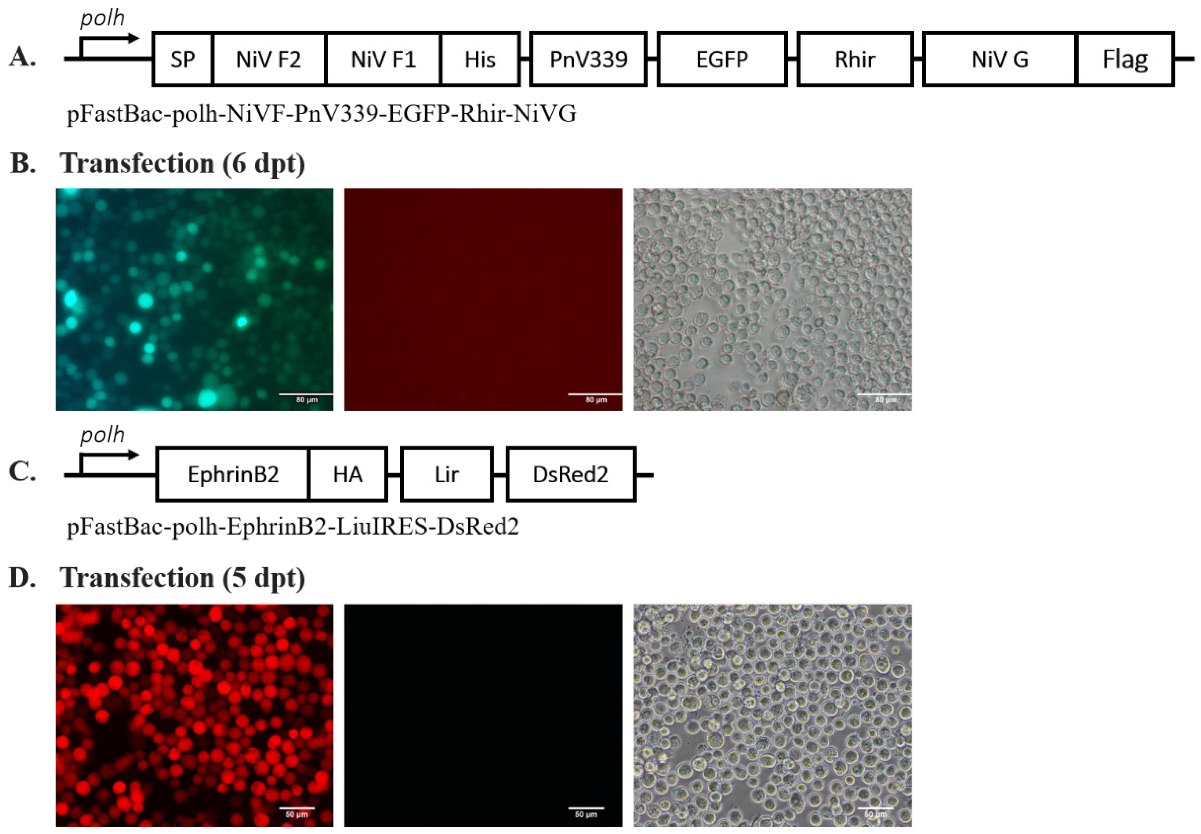 Development of Fusion-Based Assay as a Drug Screening