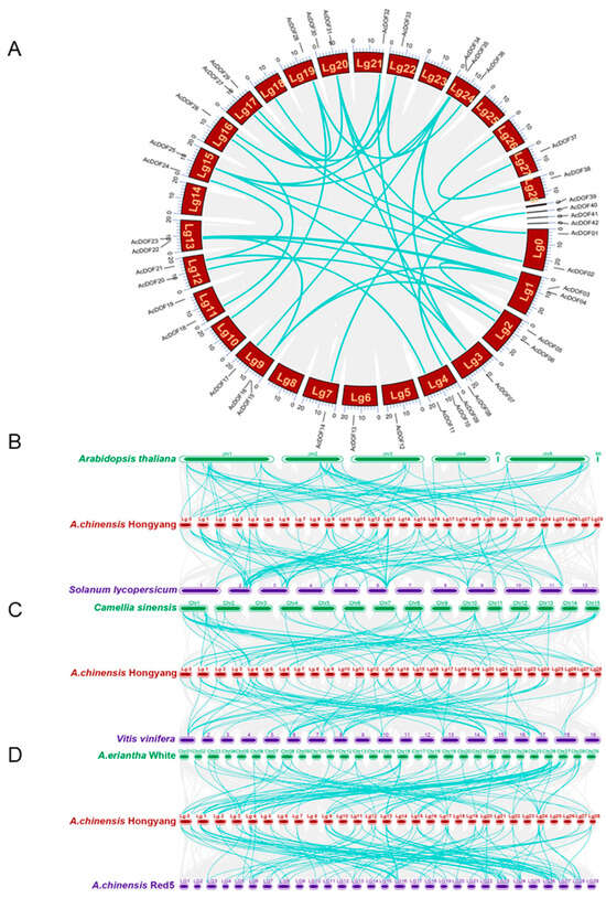 Genome-Wide Identification of the DOF Gene Family in Kiwifruit ...