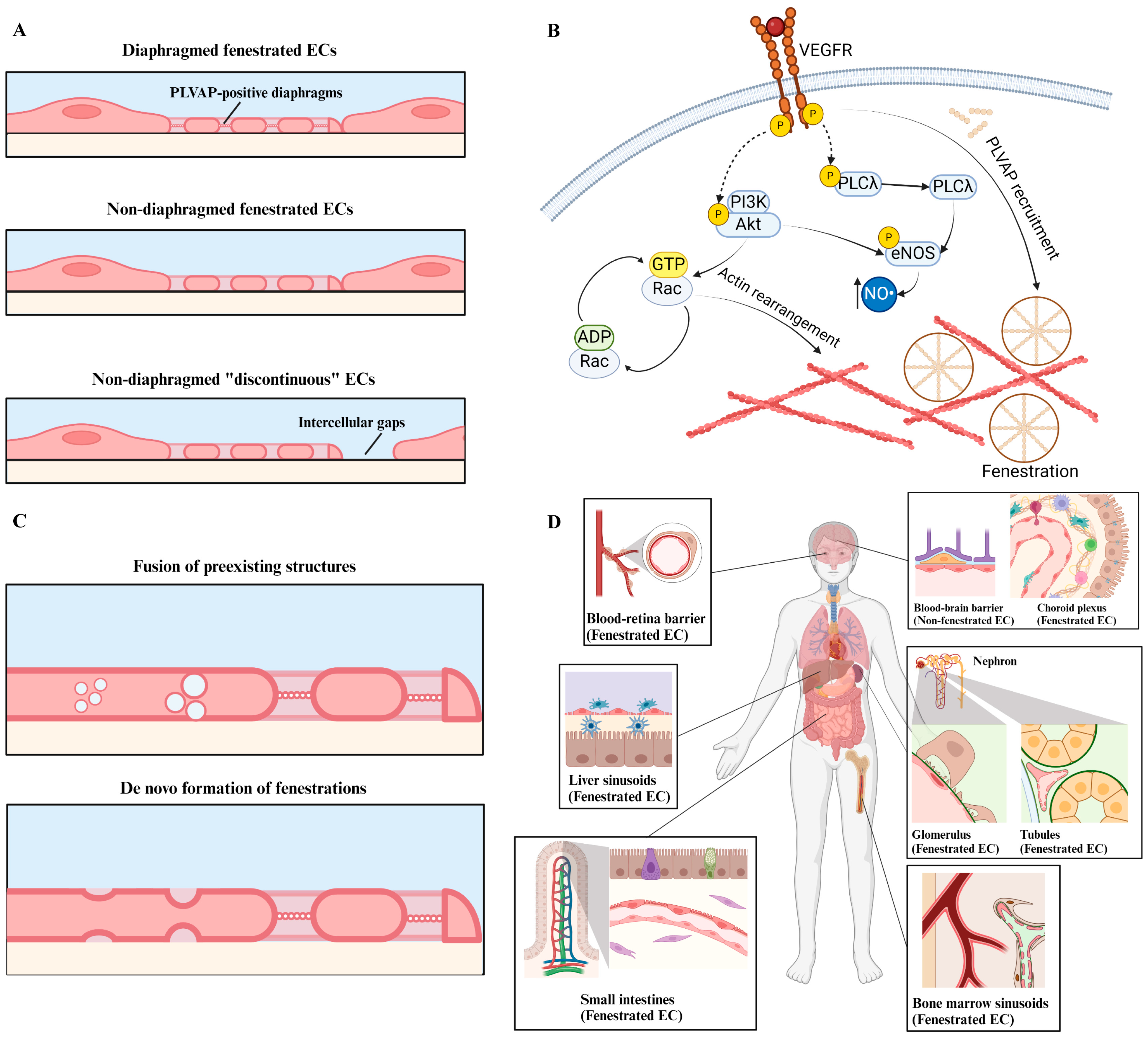 Ijms 25 09107 g001 Ijms 25 09107 g001