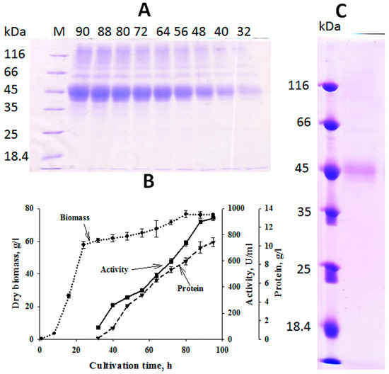 Expression in Pichia pastoris of Thermostable Endo-1,4-β-xylanase