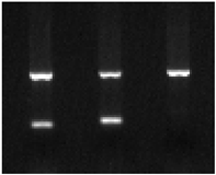 Ijms 25 09127 i001 Ijms 25 09127 i001