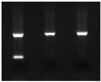 Ijms 25 09127 i002 Ijms 25 09127 i002