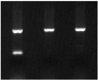 Ijms 25 09127 i003 Ijms 25 09127 i003