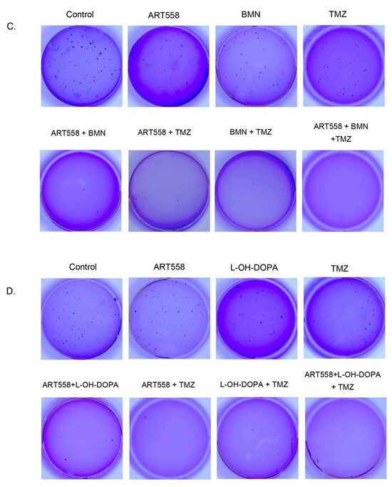 Polθ Inhibitor (ART558) Demonstrates a Synthetic Lethal Effect