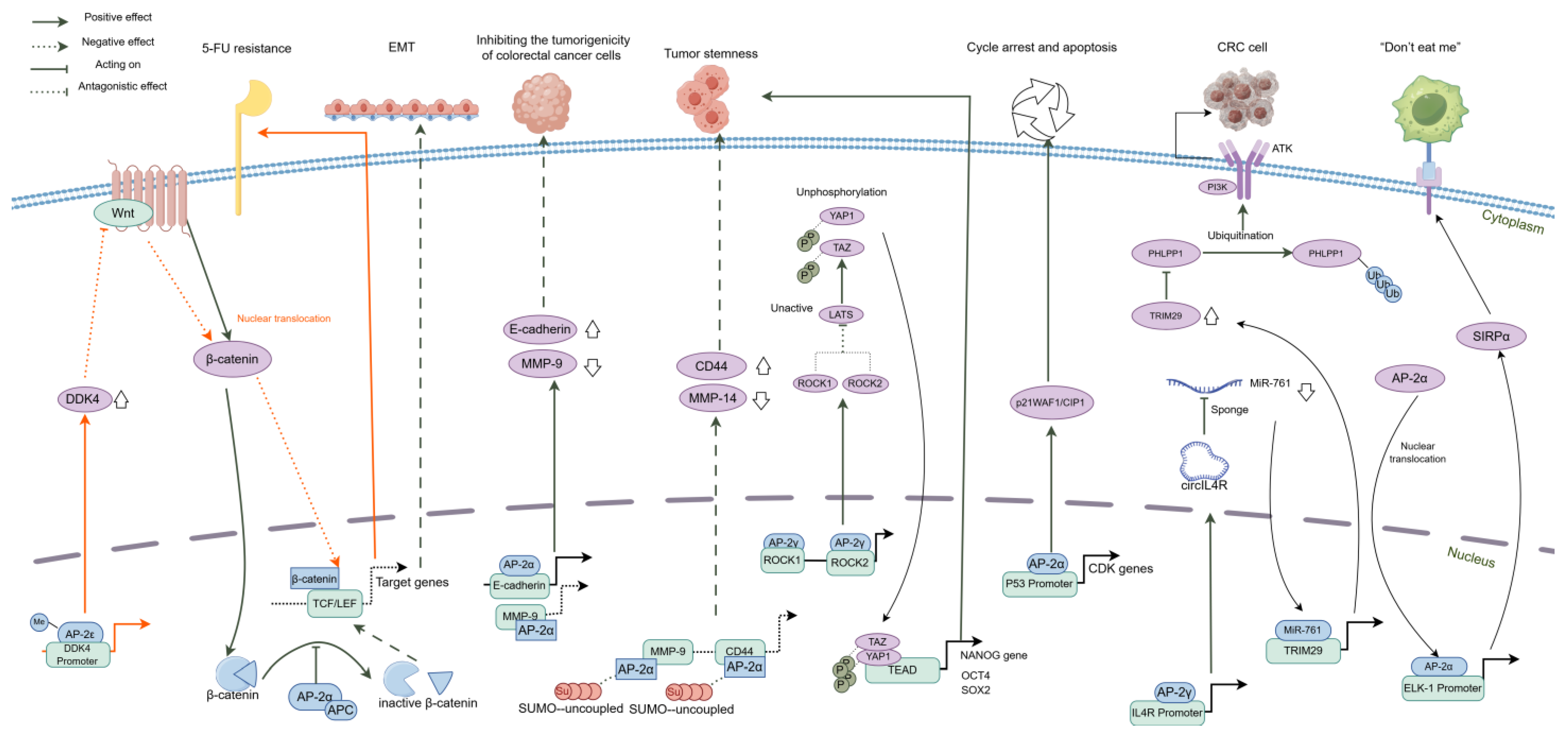 Ijms 25 09138 g003 Ijms 25 09138 g003