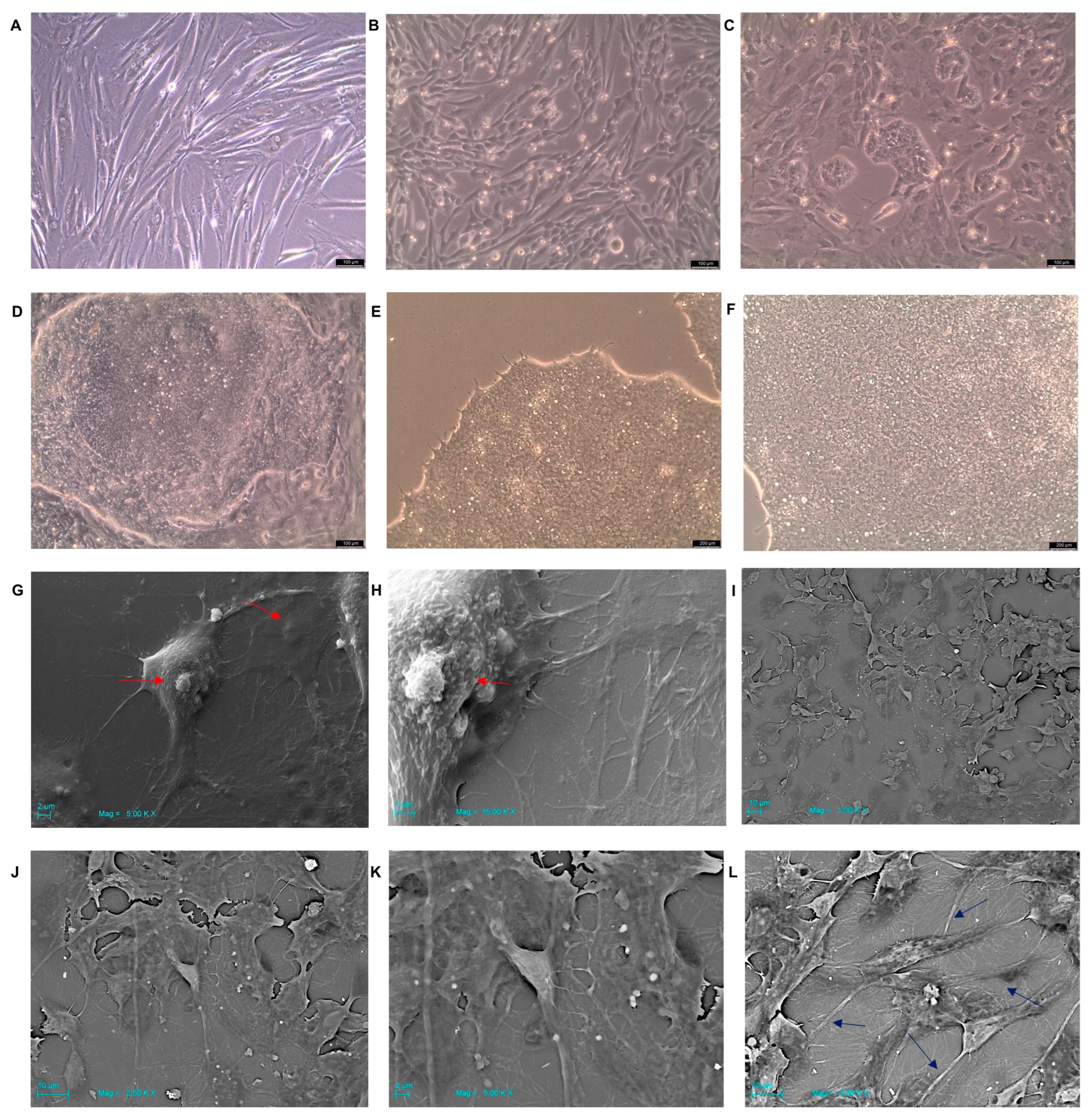 Ijms 25 09169 g002 Ijms 25 09169 g002